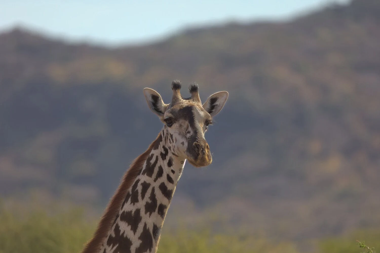 Giraffe in lake manyara