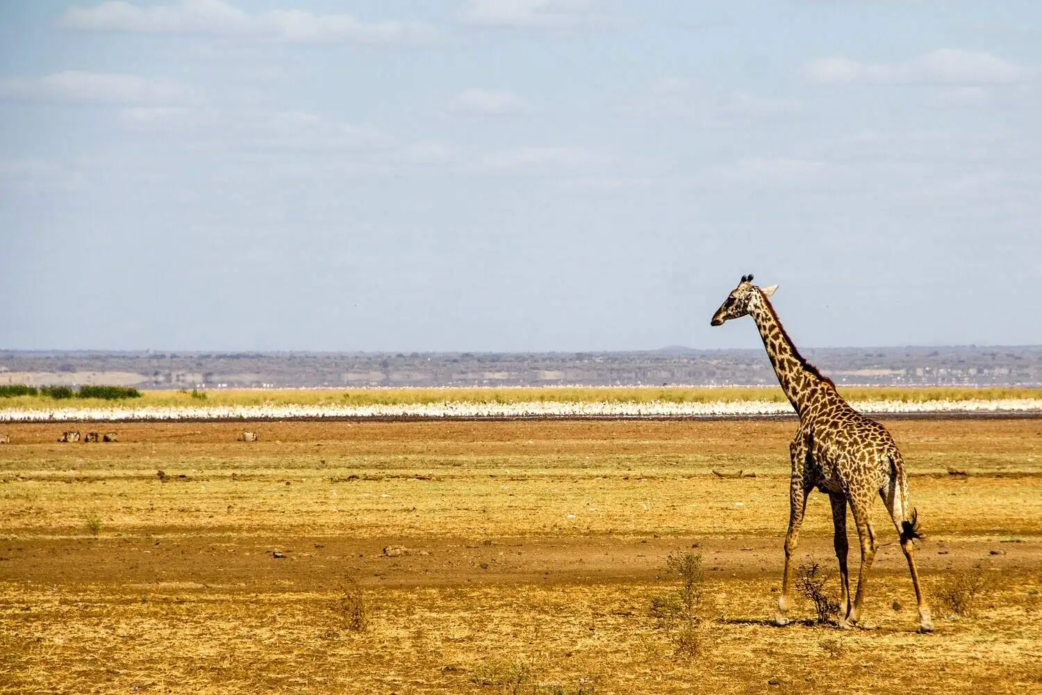 Landscape view of lake manyara