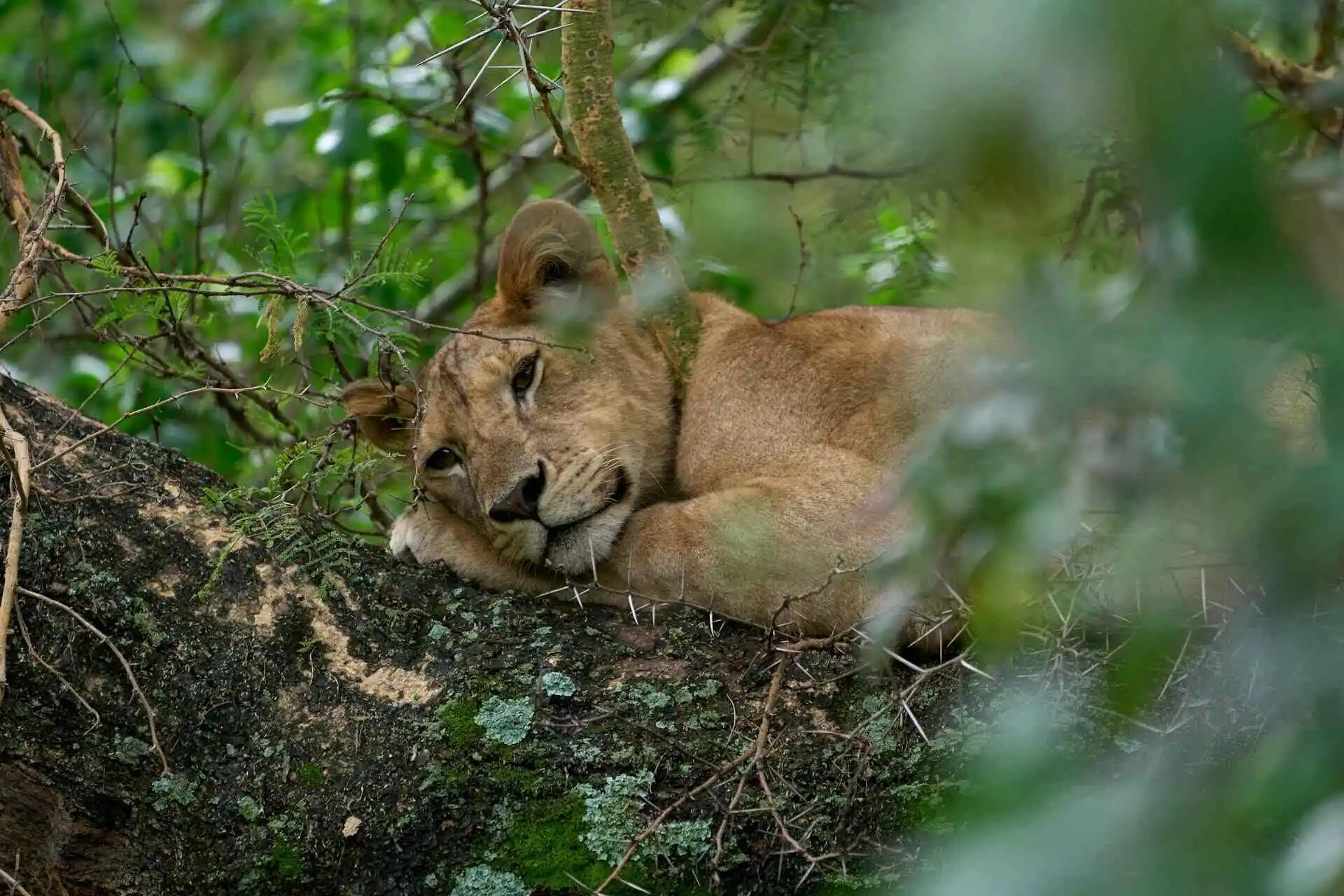 Lion Sleeping on tree