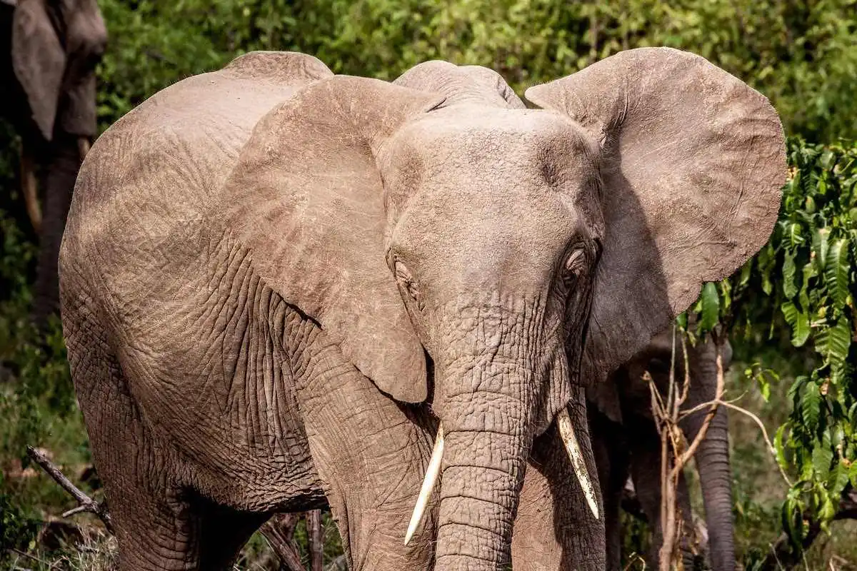 african elephant in lake manyara