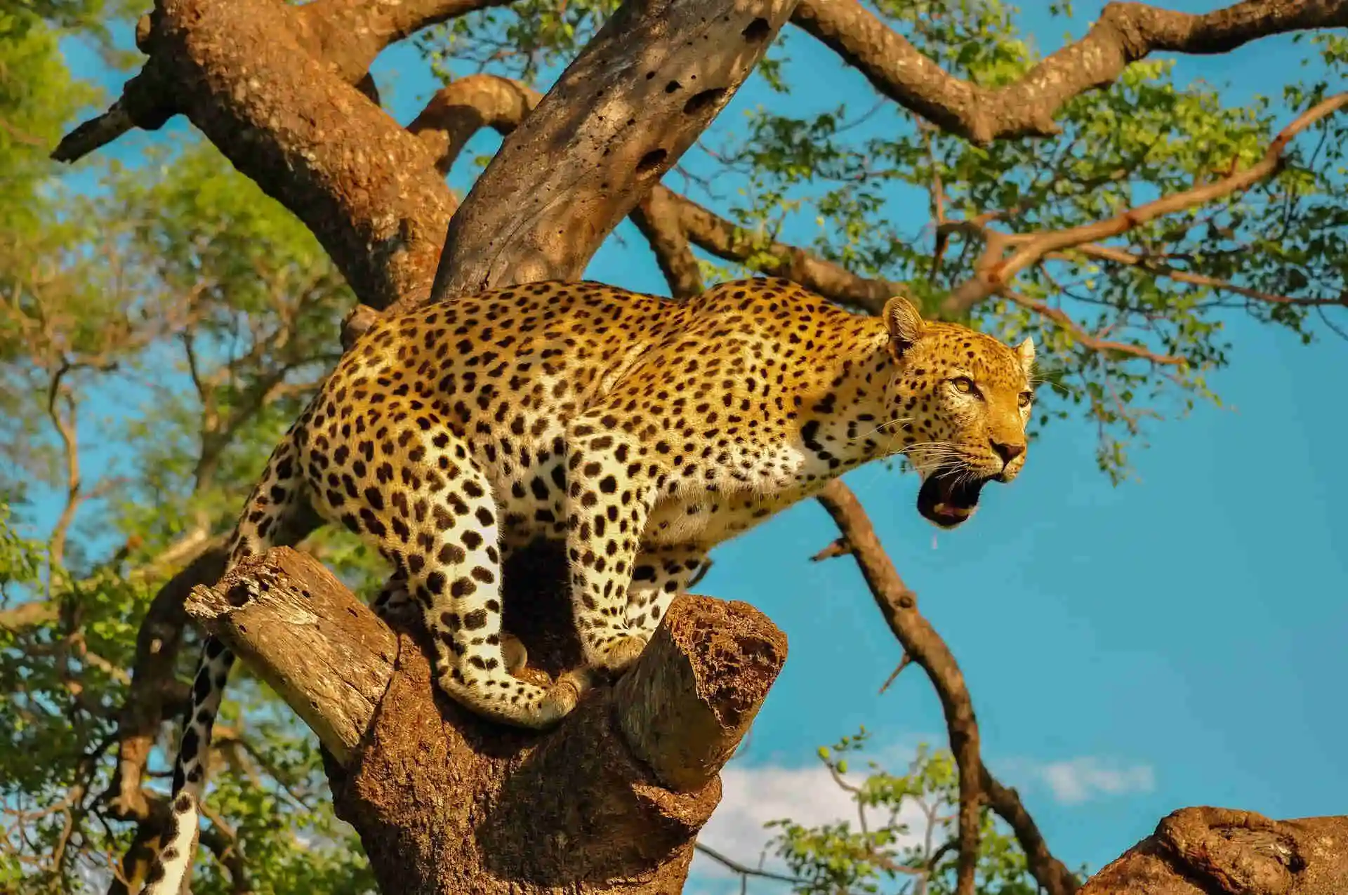 About Big Cats Safari