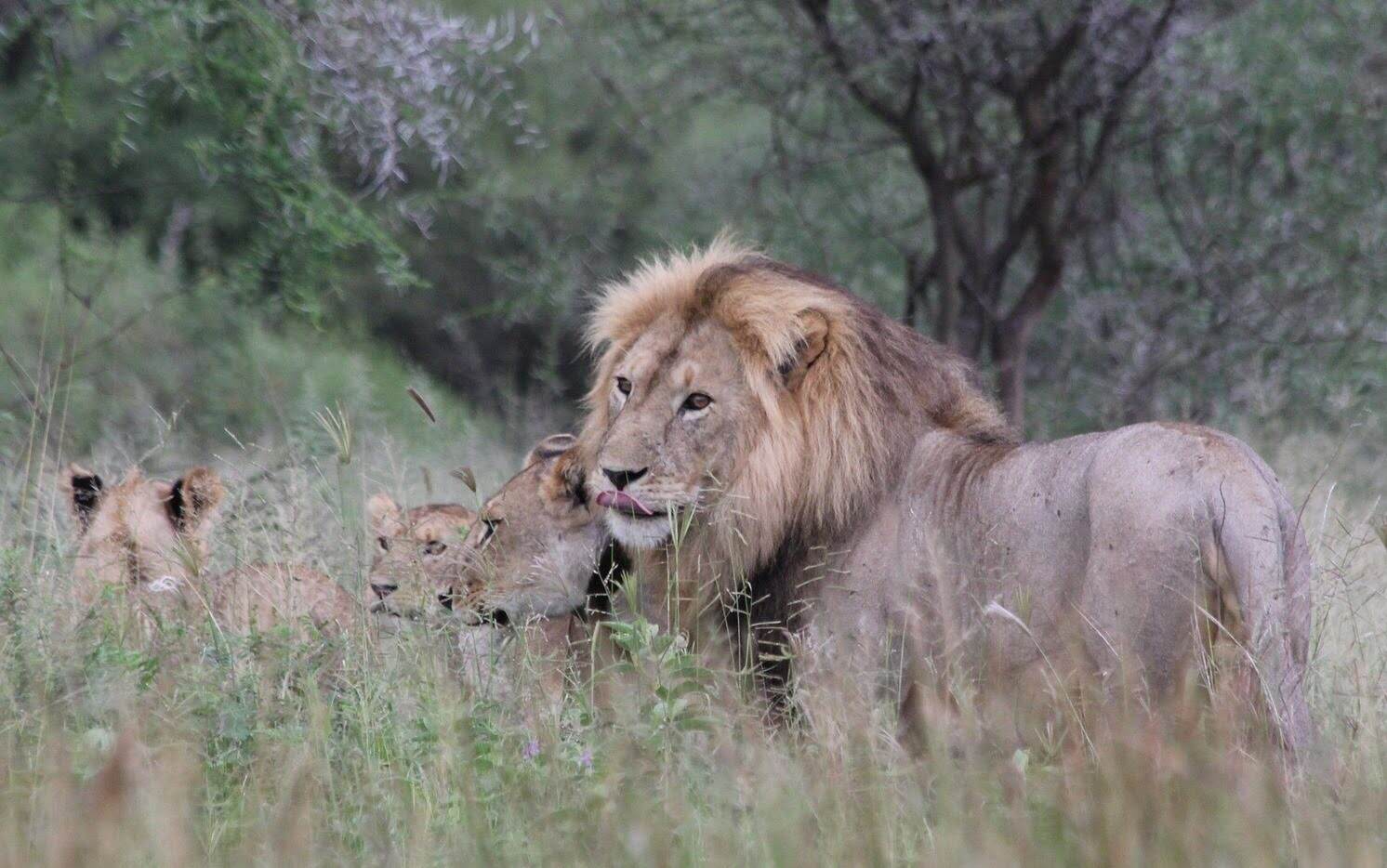 Pride of lion tarangire