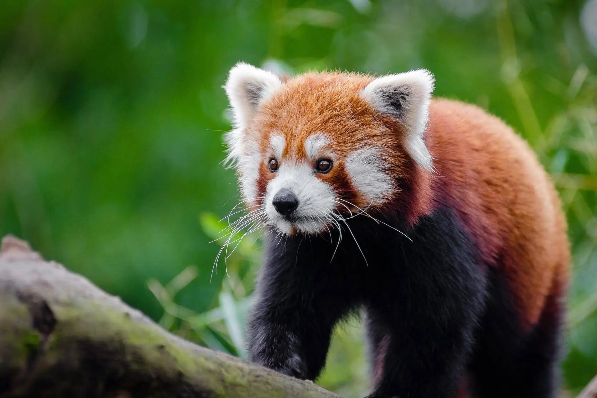 Red Panda Expedition india