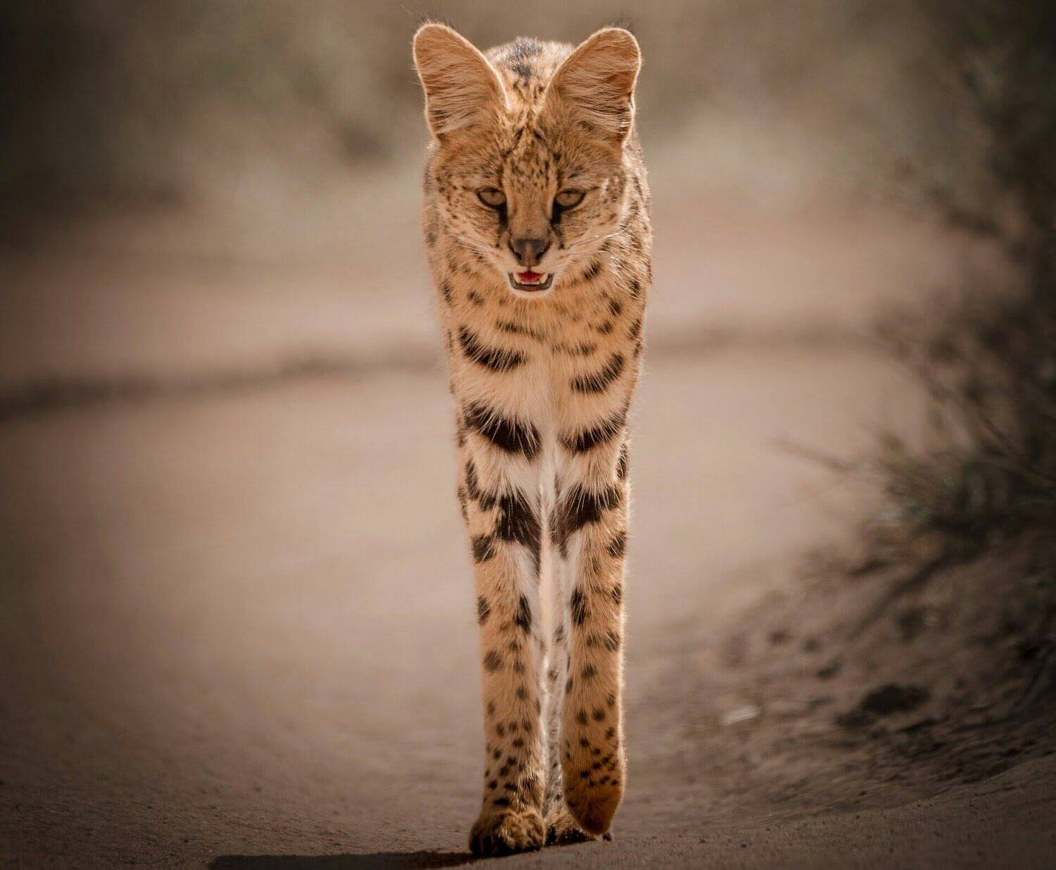 Serval cat standing in wild Serval cat standing in wild
