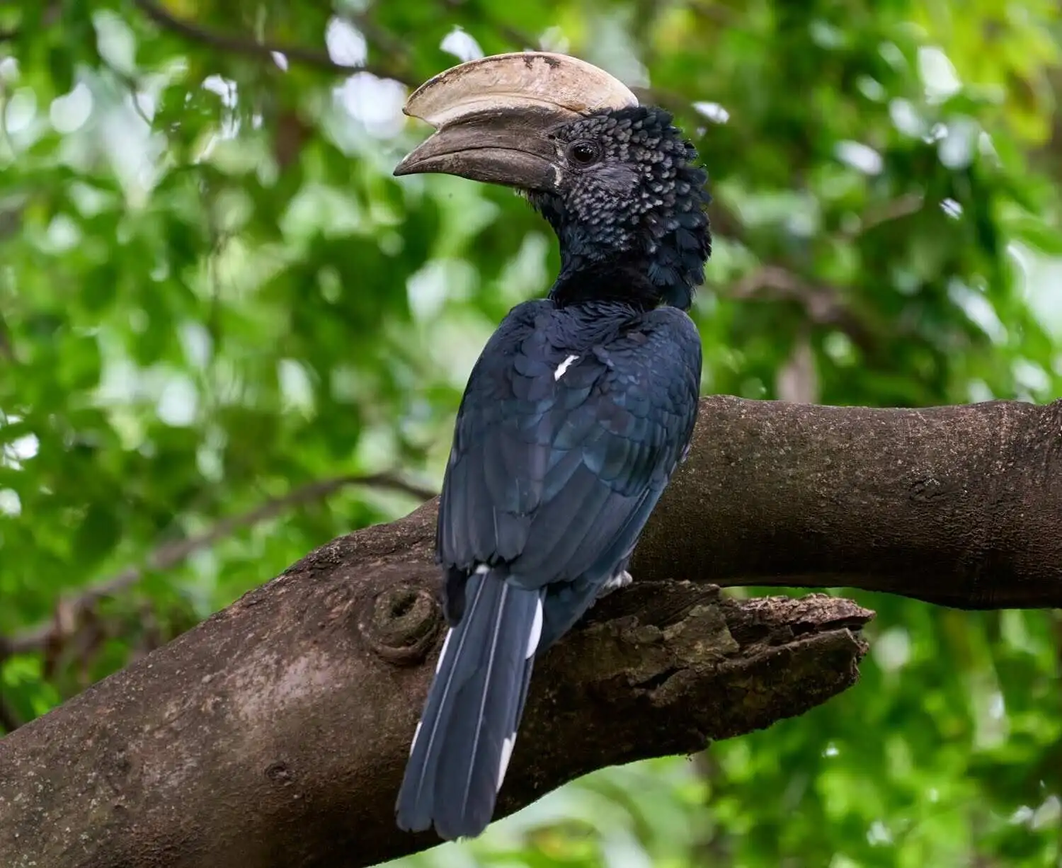 Silver Cheeked hornbill in lake manyara national park