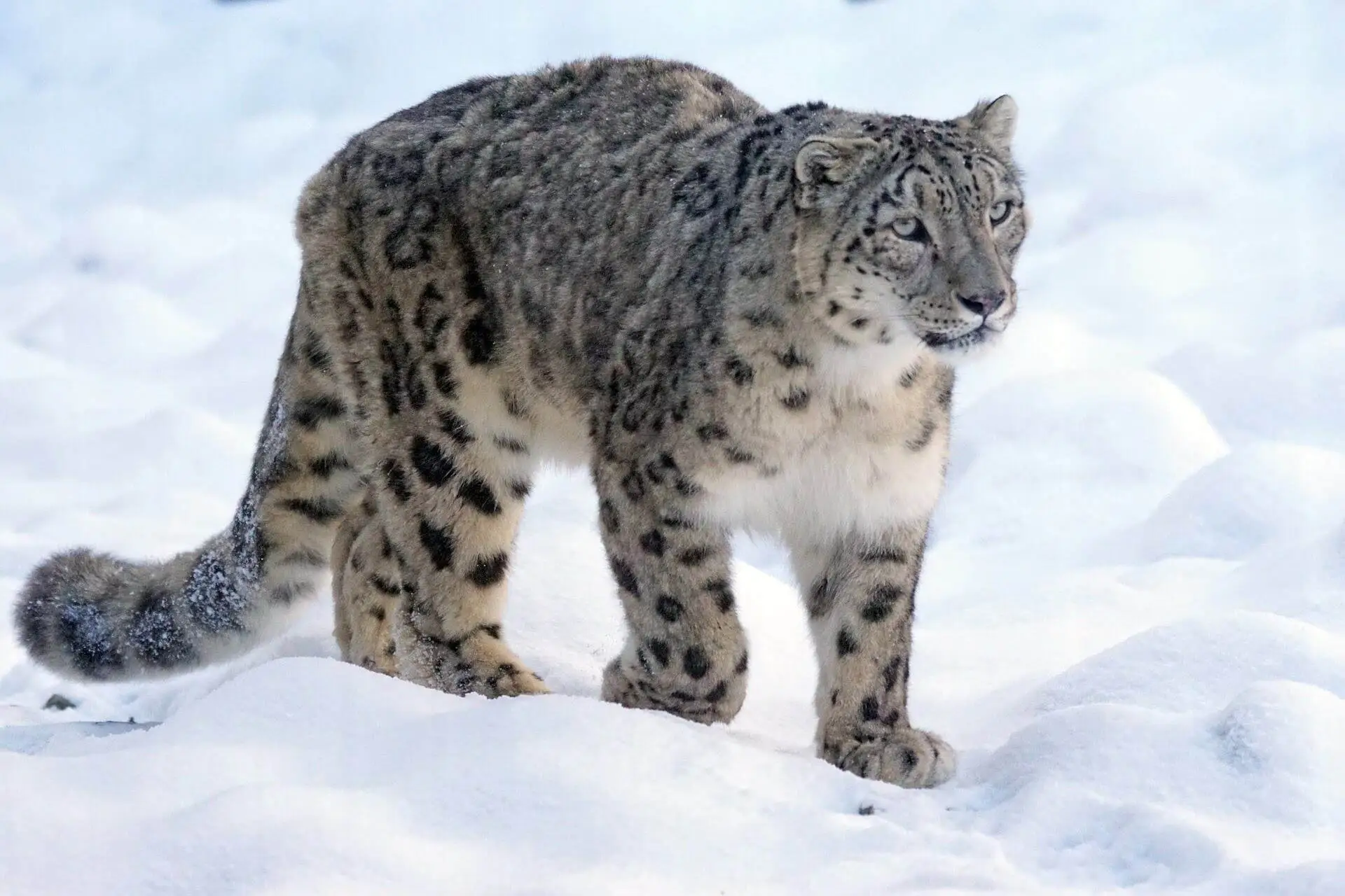 Snow Leopard Expedition india