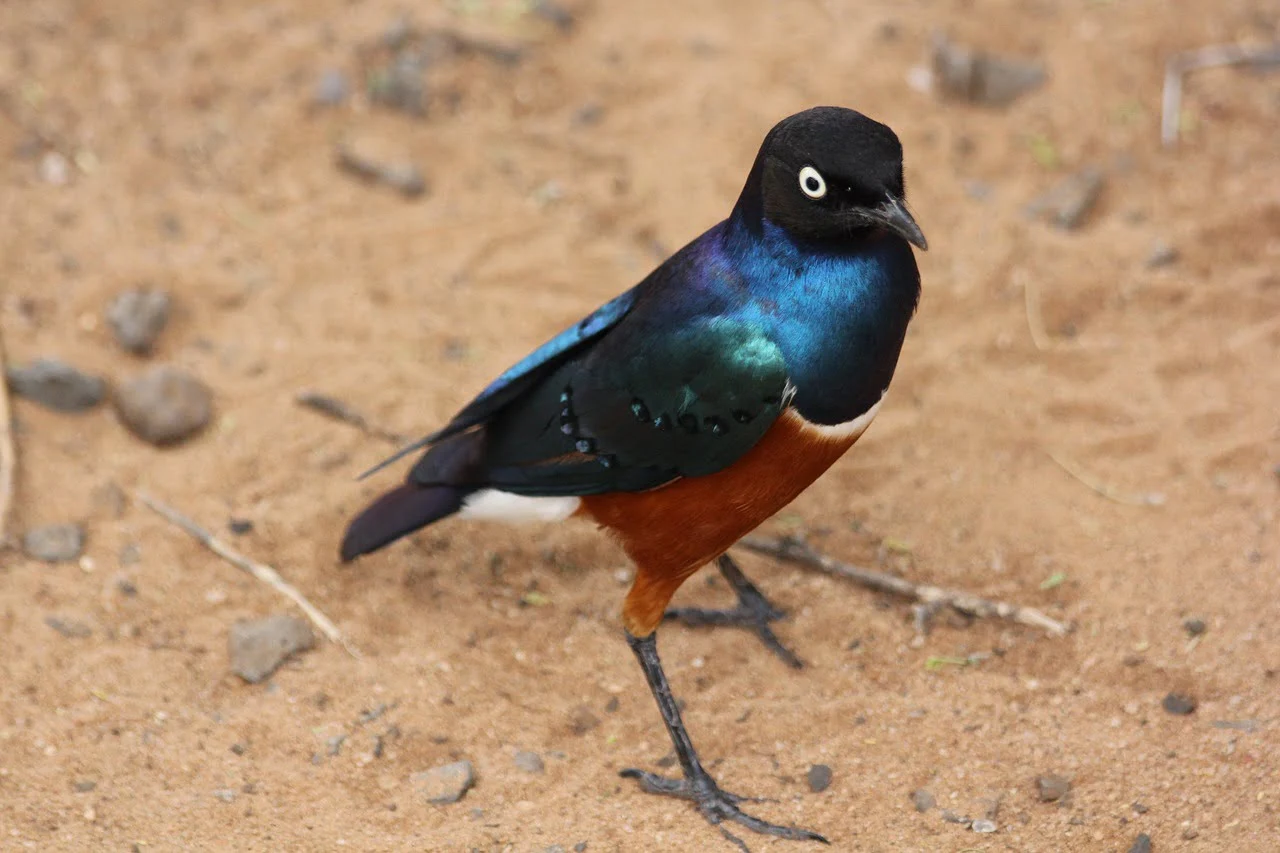 bird in tarangire