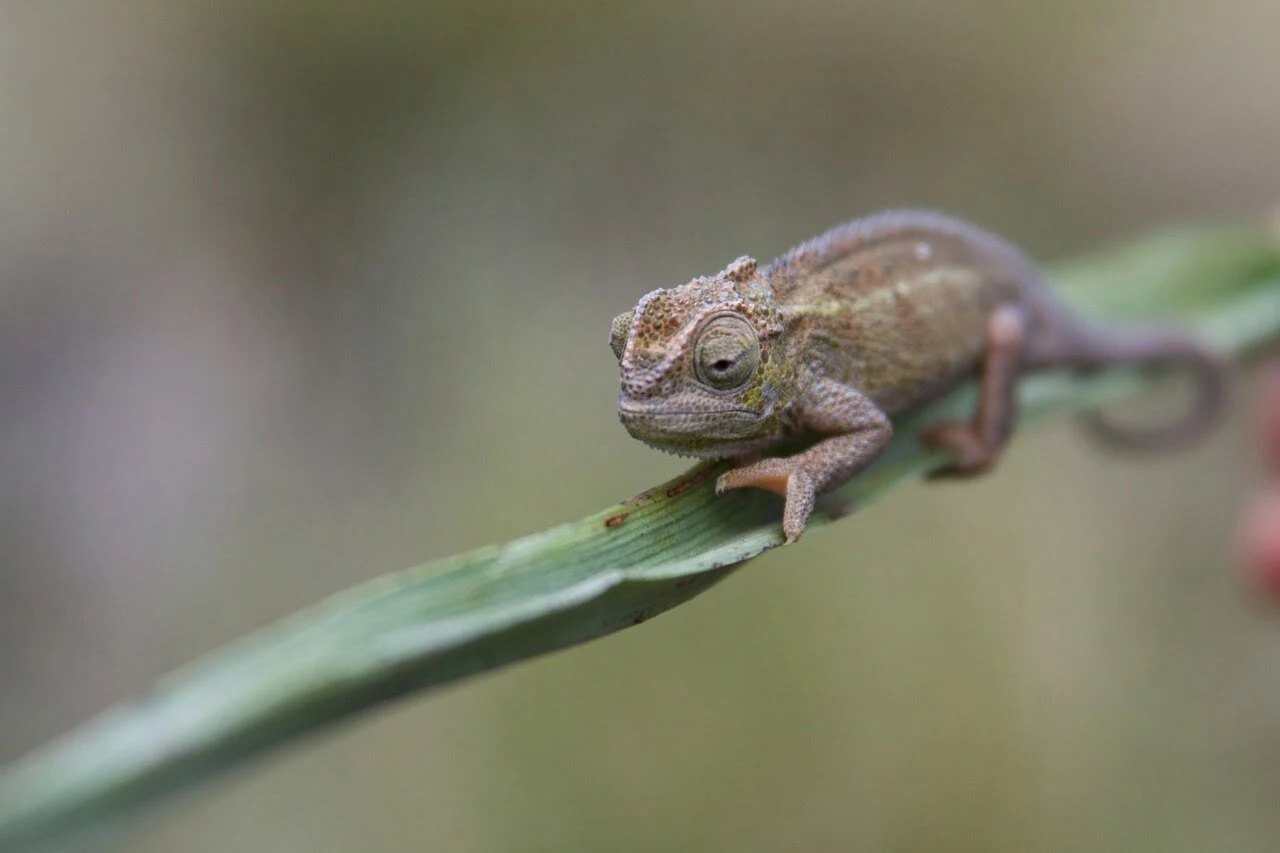 Tanzania Chameleon 