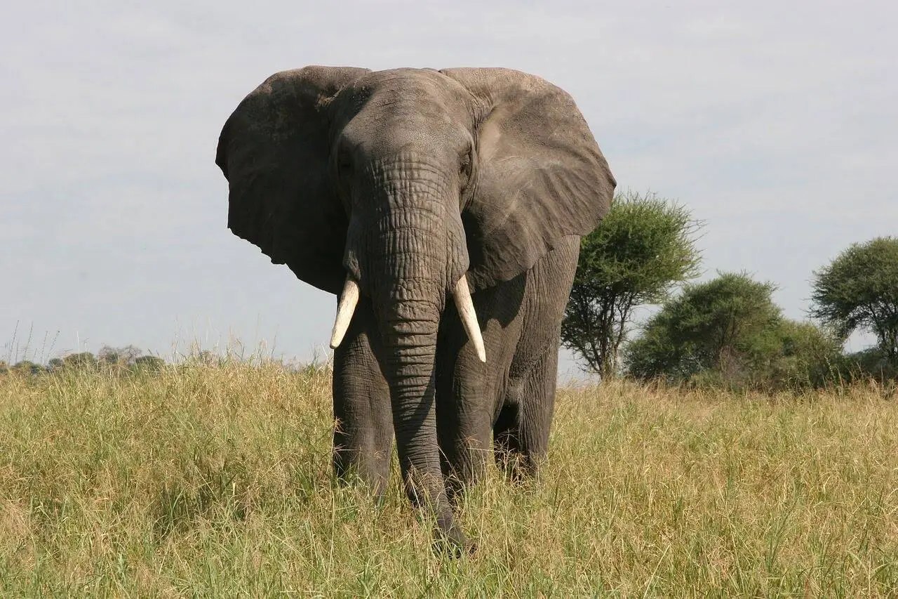 Elephant safari in tarangire