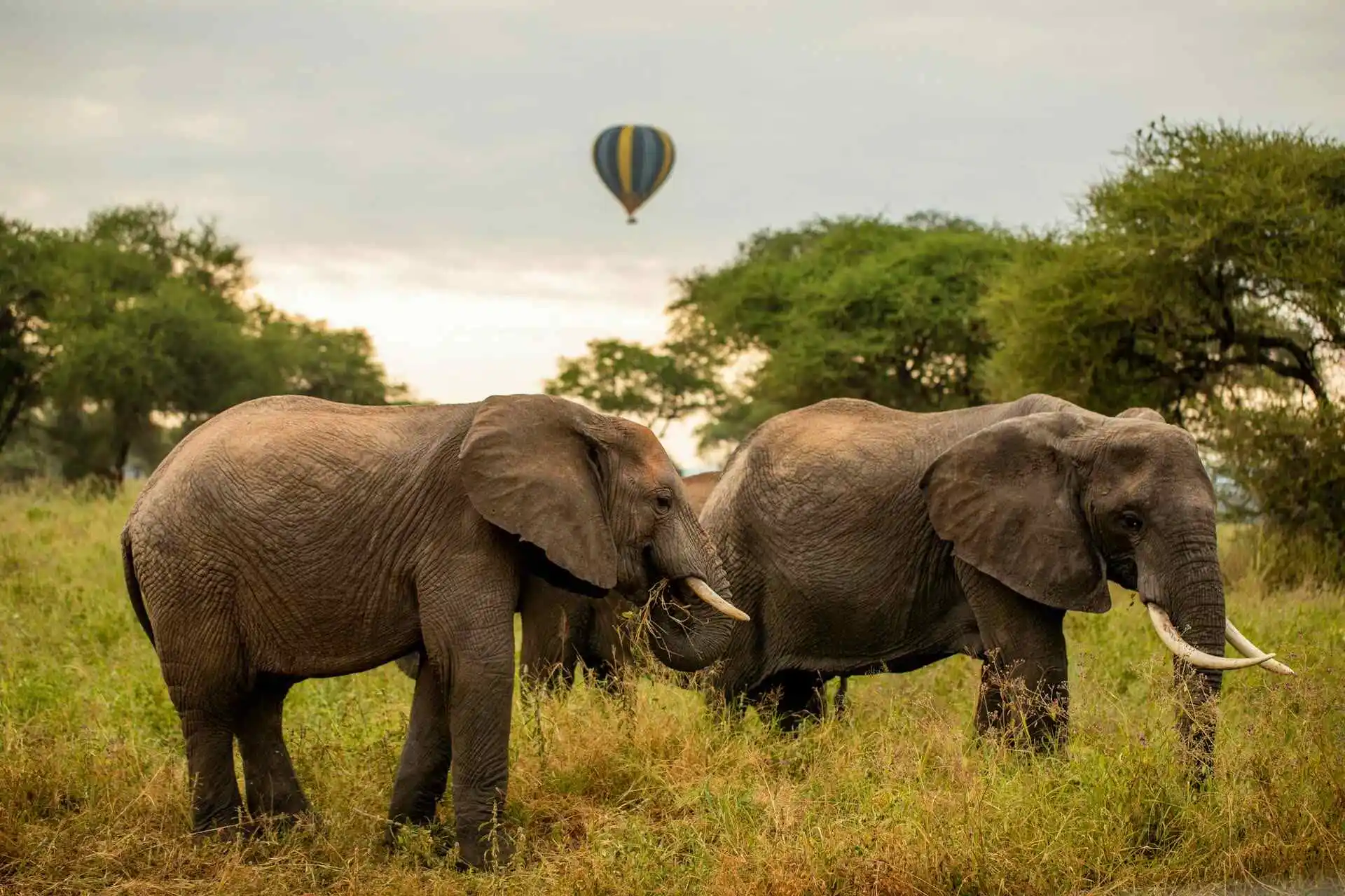 8 days Tanzania Safari