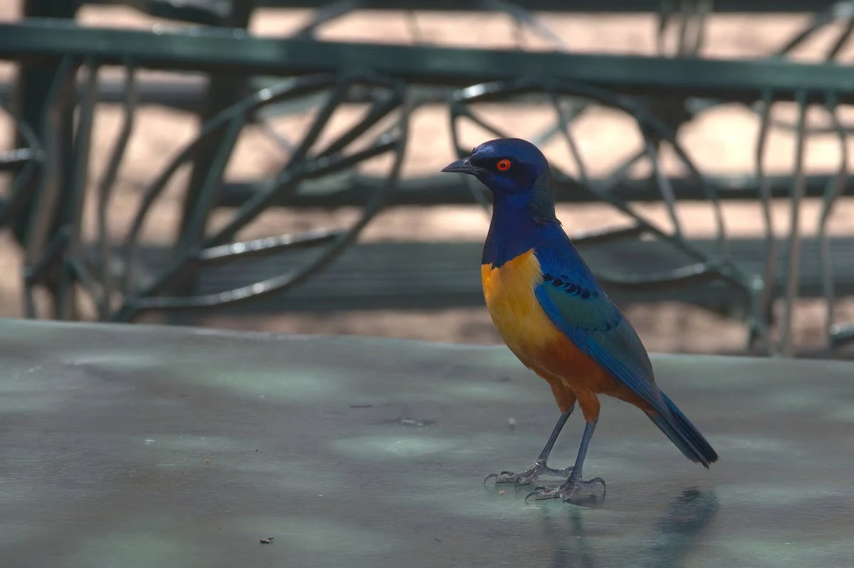 lake manyara national park bird