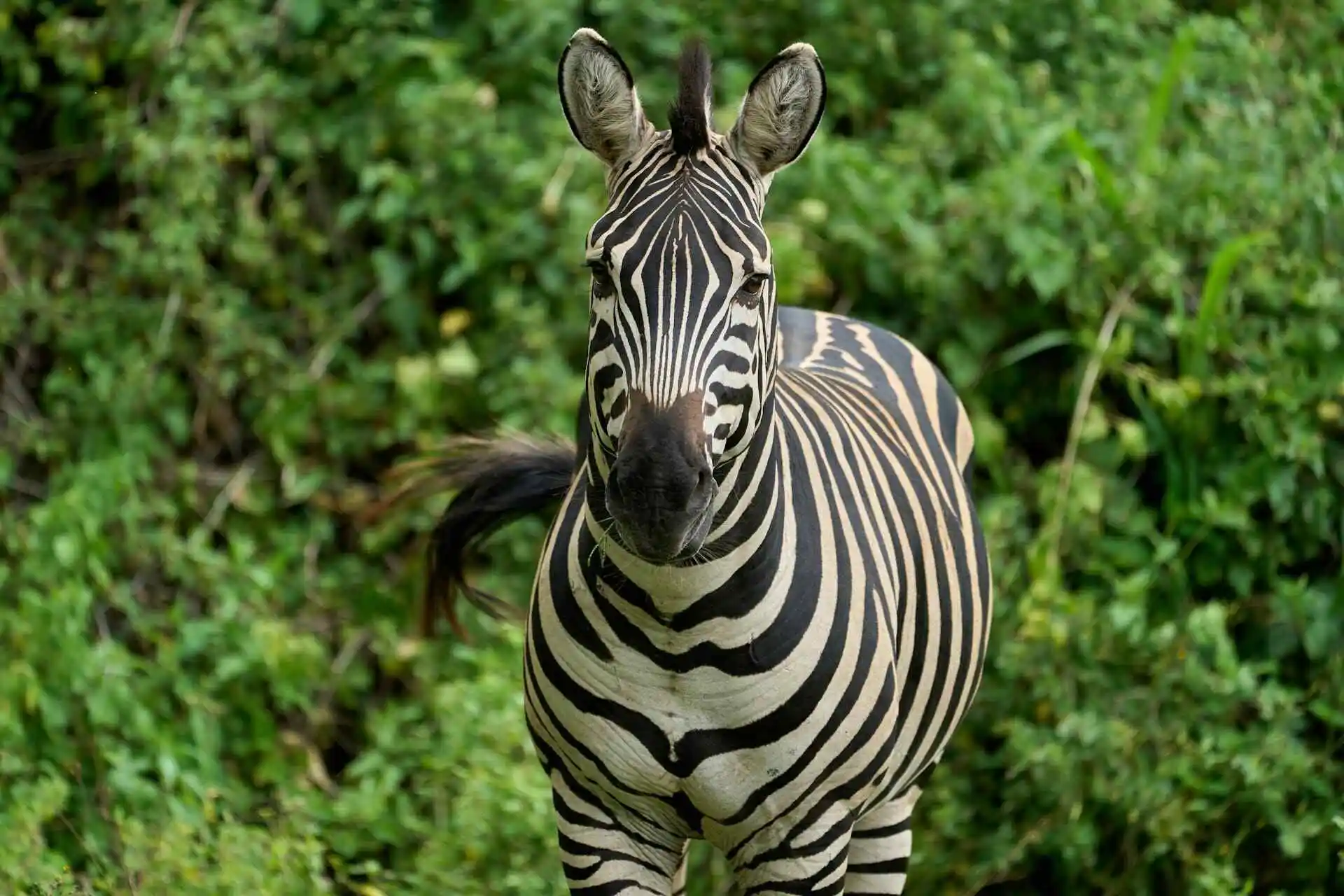 Zebra in Lake manyara national park