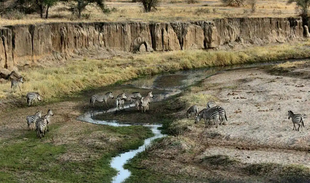 herd of zebra in cliff