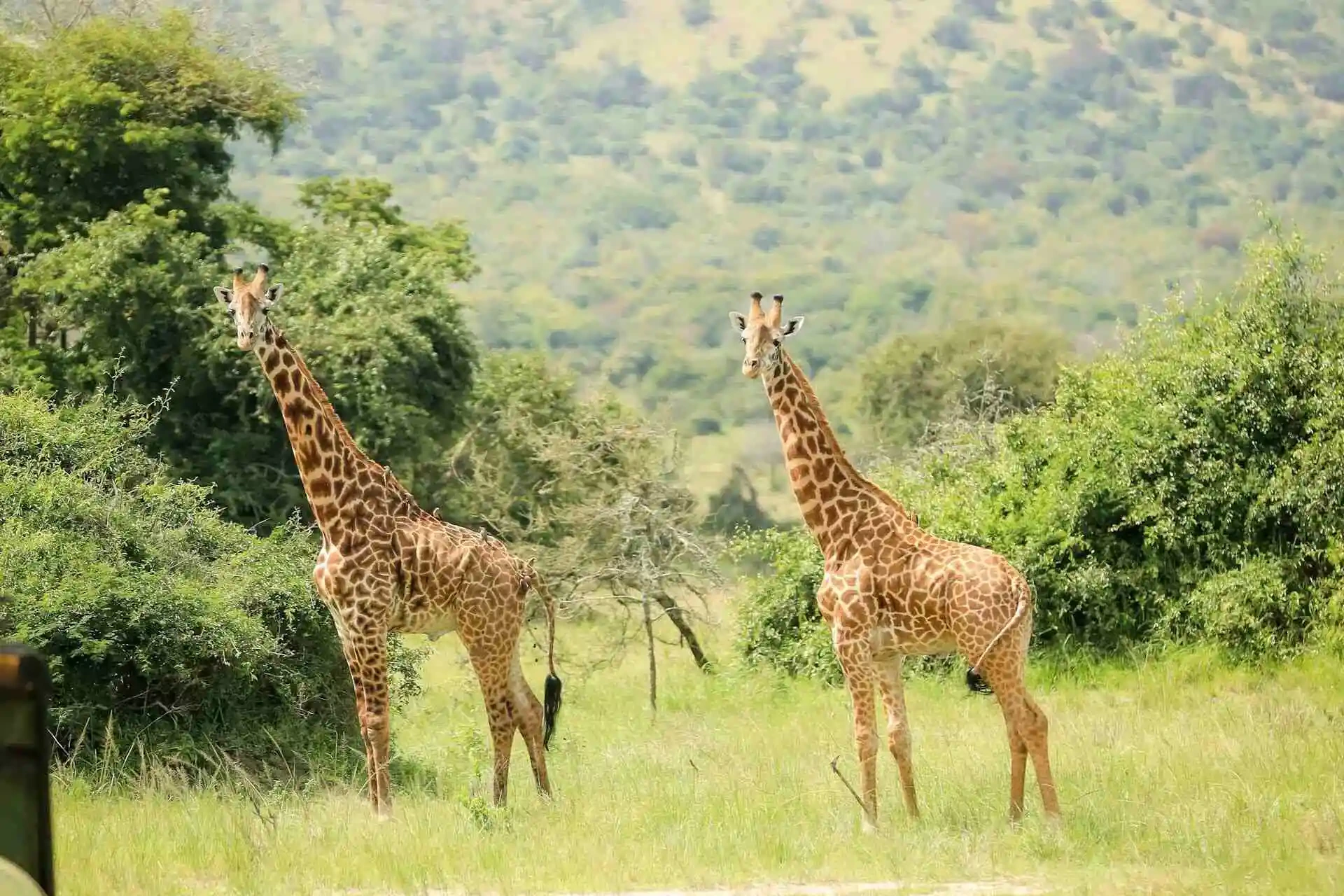 Nyungwe - Akagera Safari