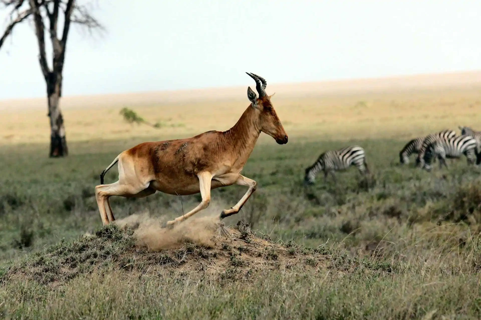 Serengeti & Ngorongoro Safari