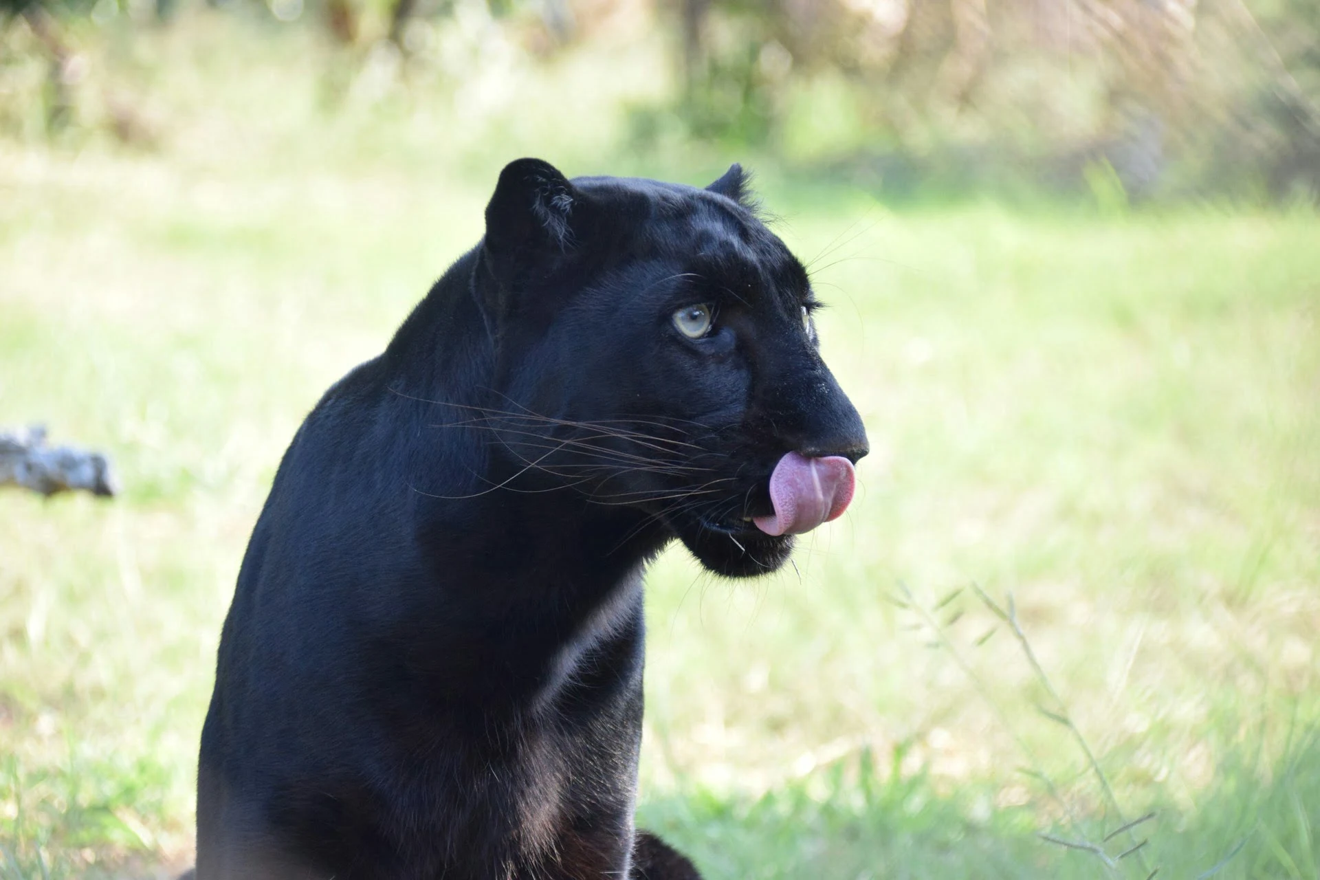 Black Panther / Leopard in Africa