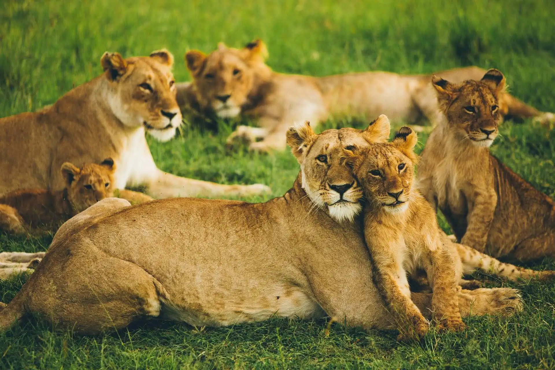 Lion Prides in Masai Mara