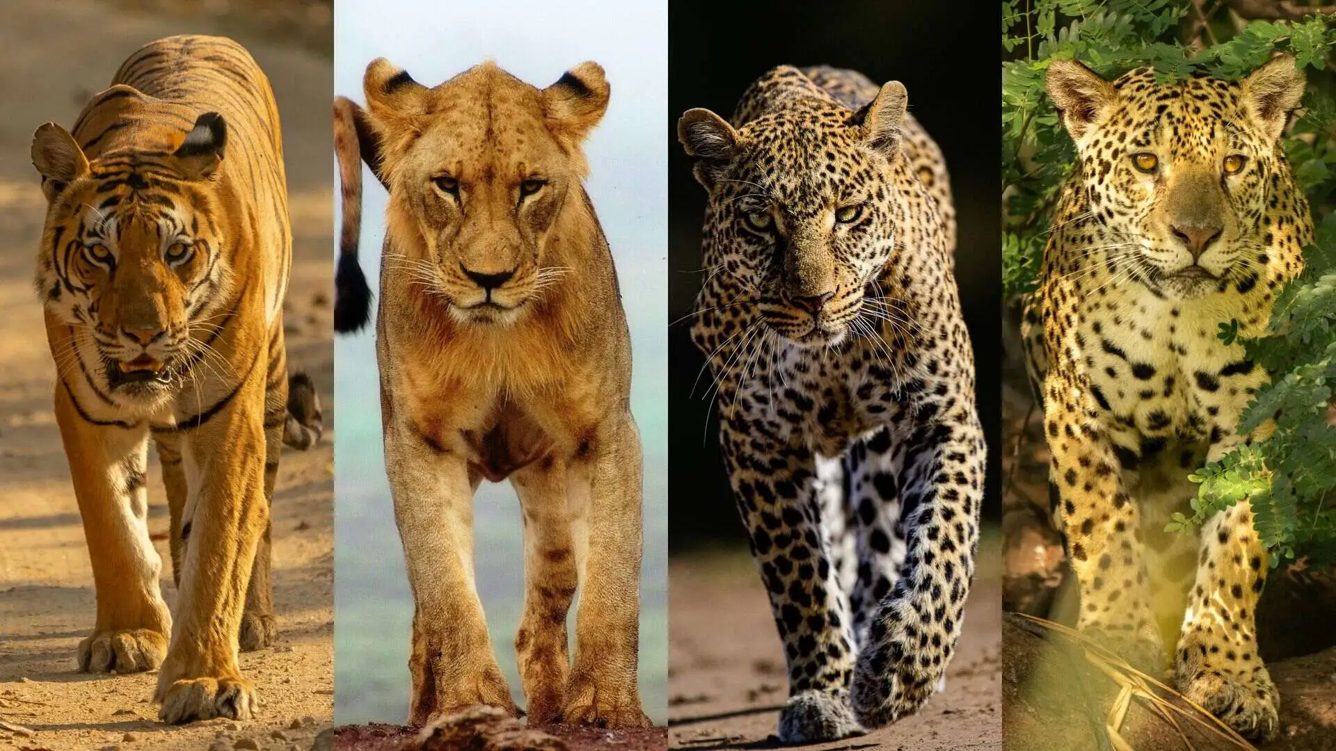 Tiger vs Lion vs Leopard vs Jaguar