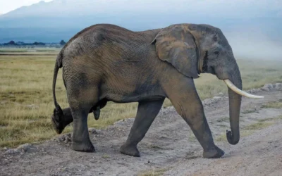 Why Your Next Luxury Holiday Should Be a Safari
