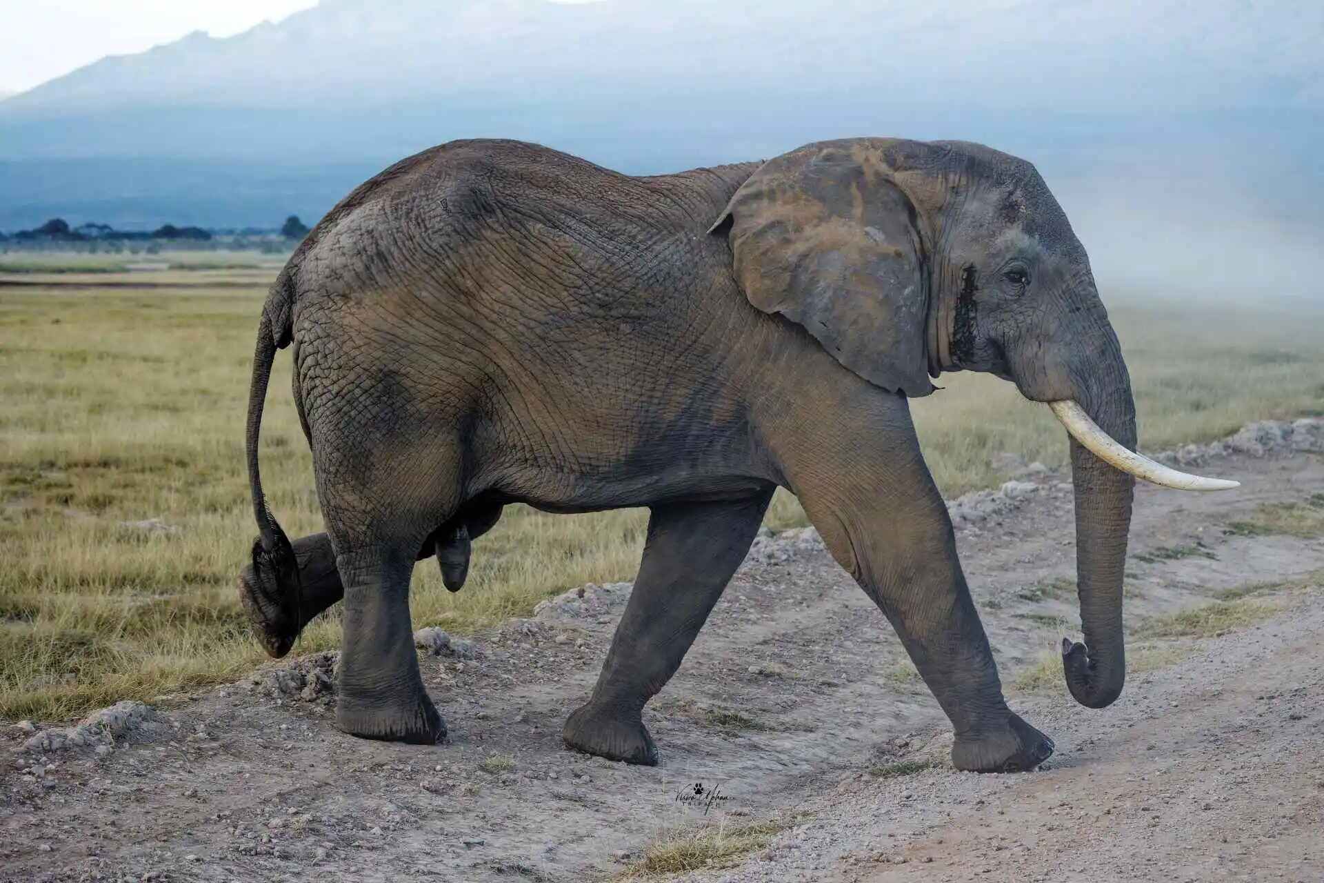 Elephant is walking in amboseli