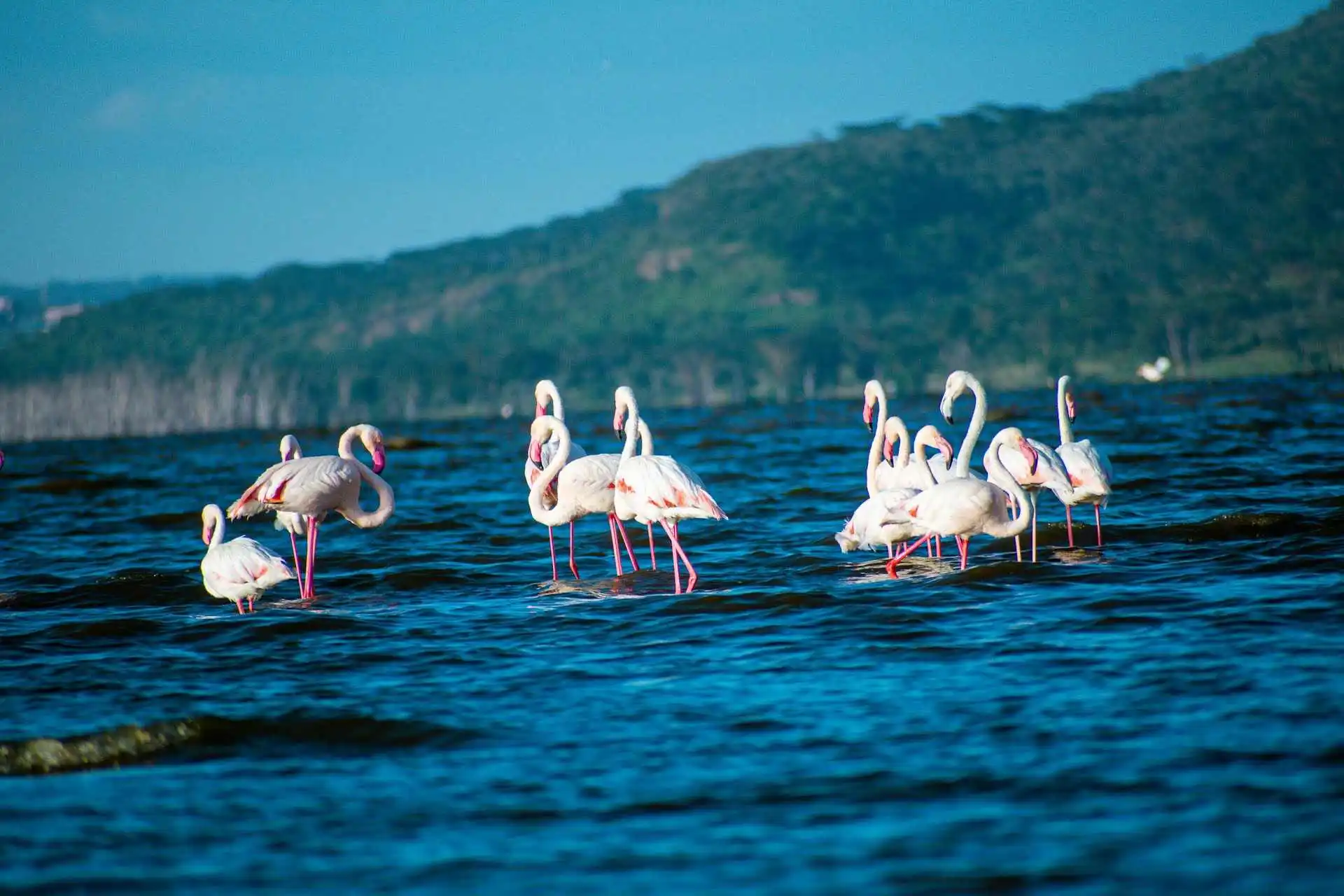 Lake Nakuru Flamingos on water