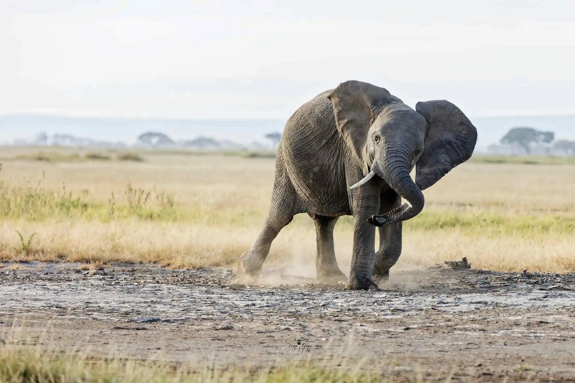 Muddy March of Elephant in Masai Mara