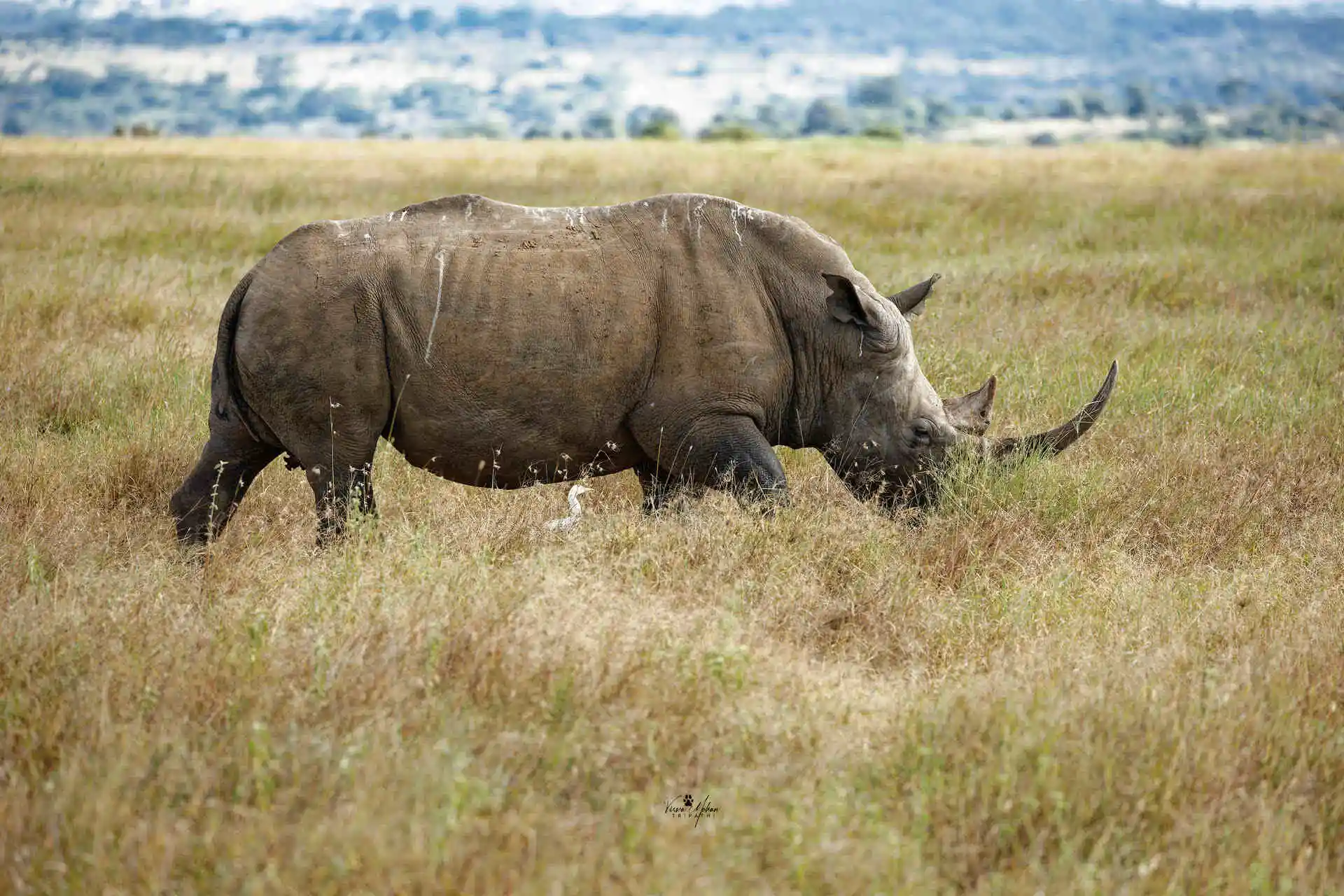 Rhinoceros in Masai Mara