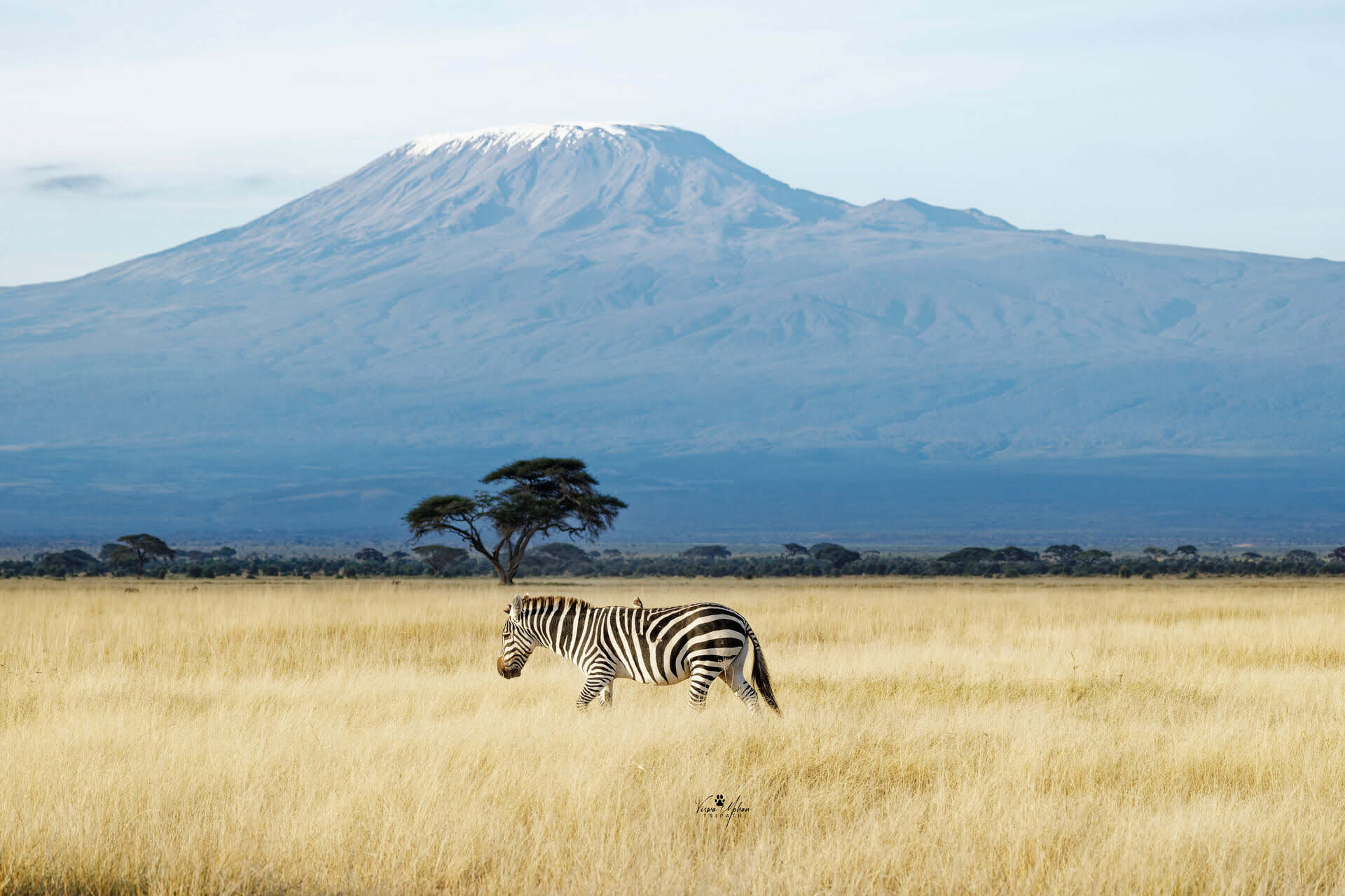 Zebra in Amboseli Backdrop Kilimanjaro