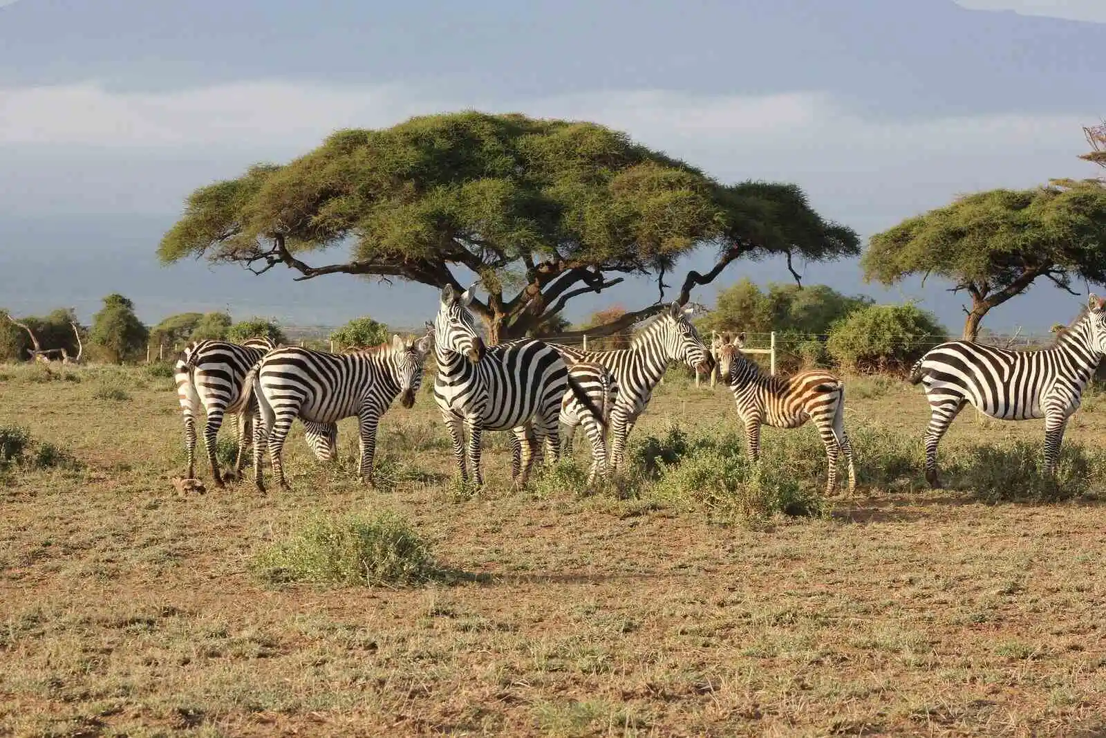 Zebra on green Grass masai mara