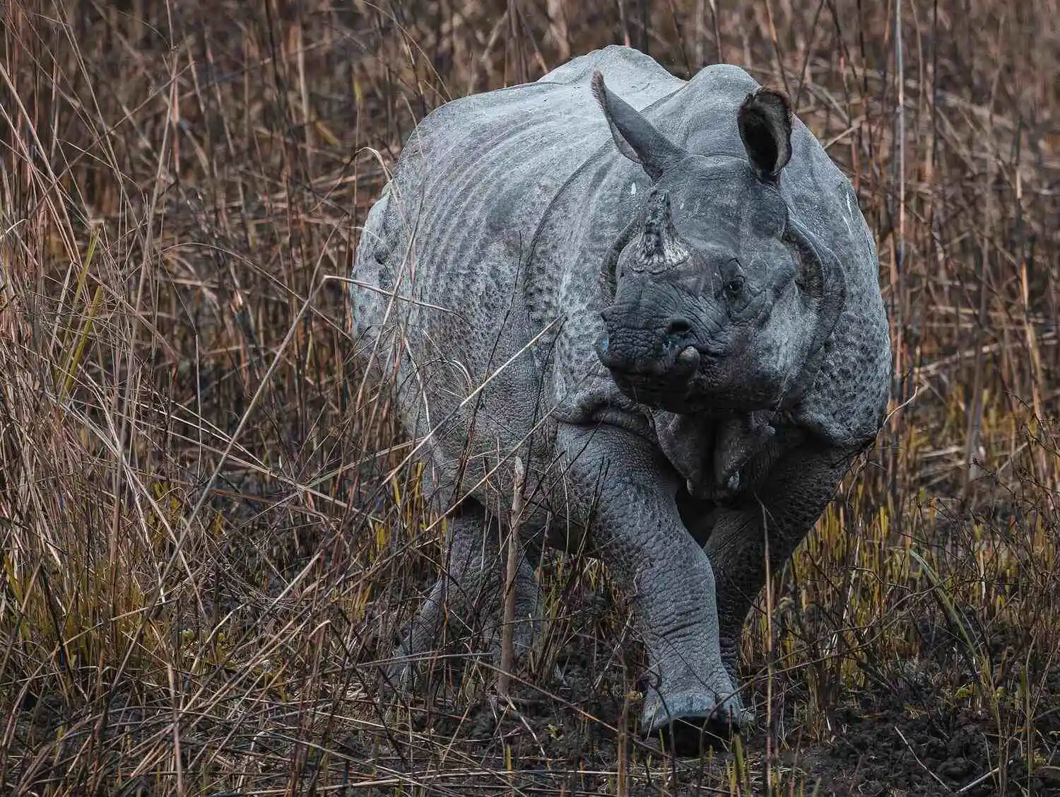 One Horned Rhino India