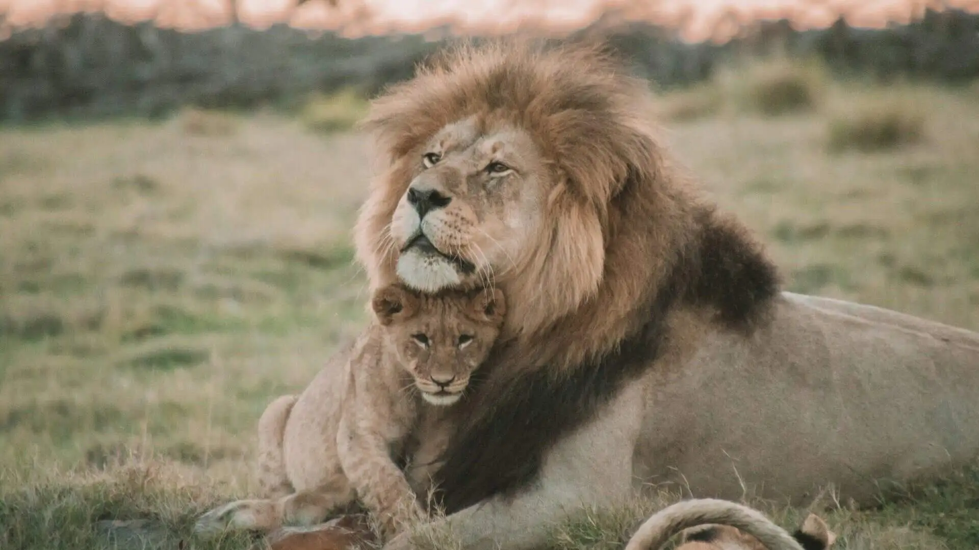 African-lion-south-africa