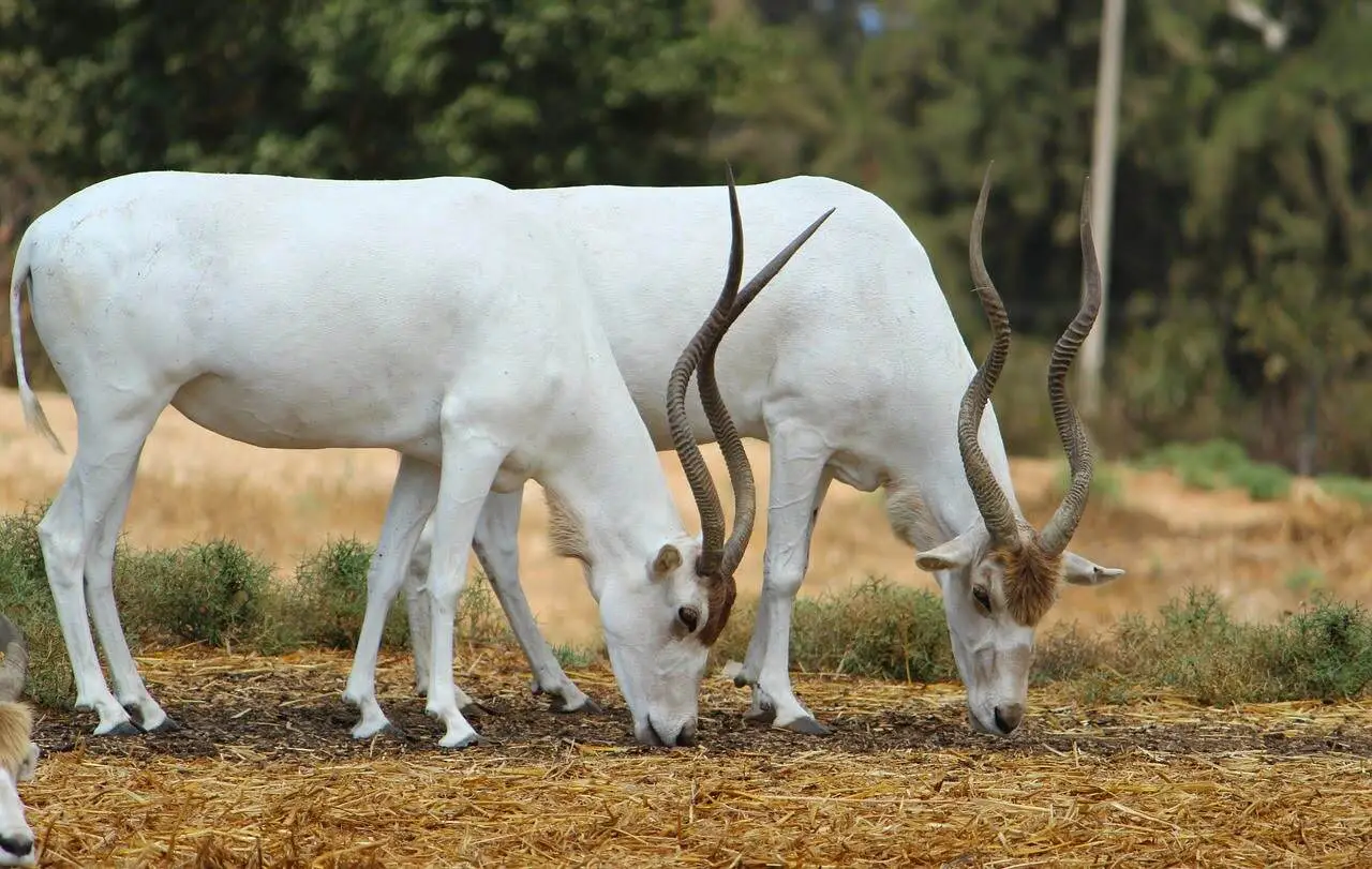 addax