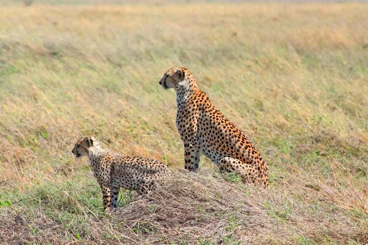 african-cheetah