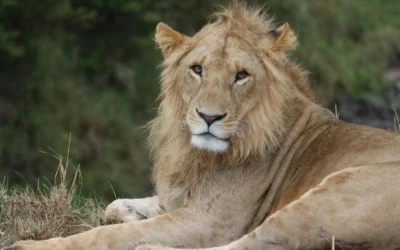 5 Best National Parks in Africa to See Lions in the Wild