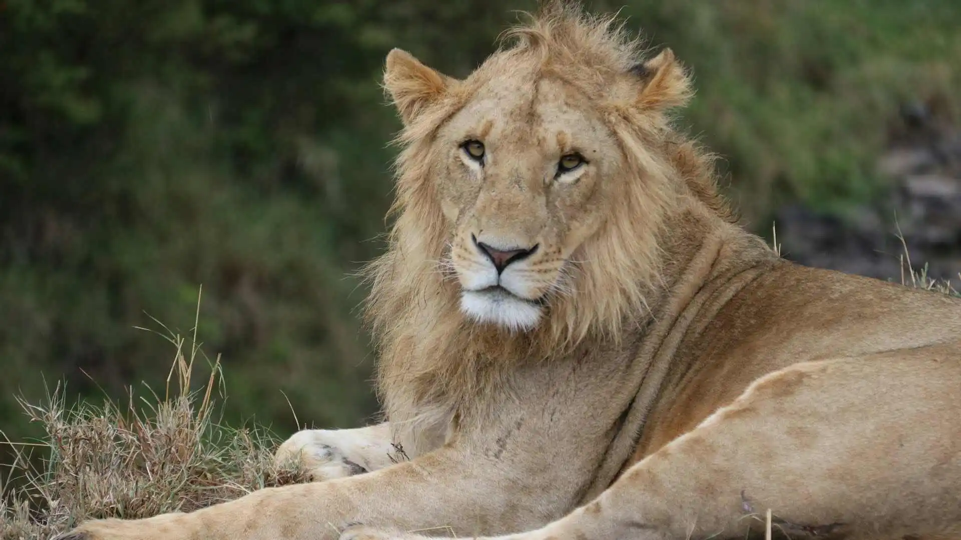 best-national-parks-to-see-lion