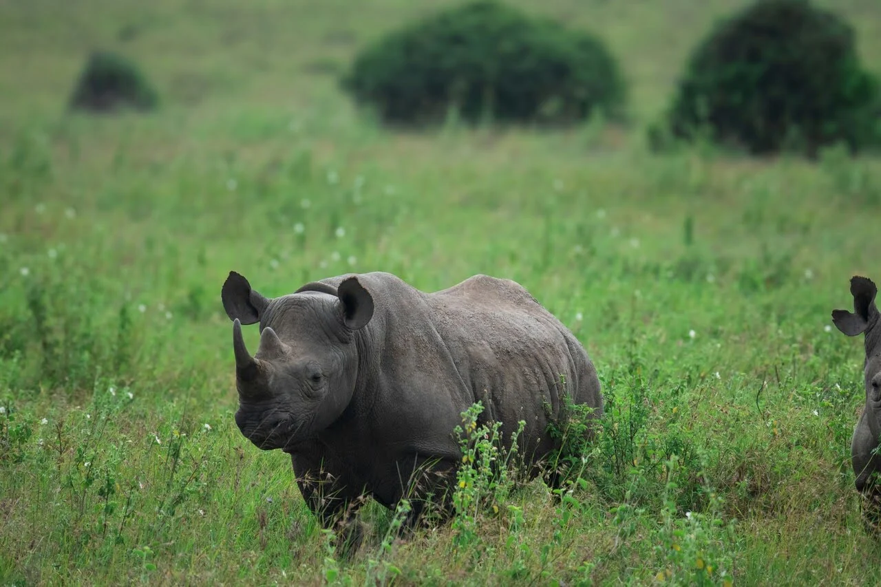 black-rhino