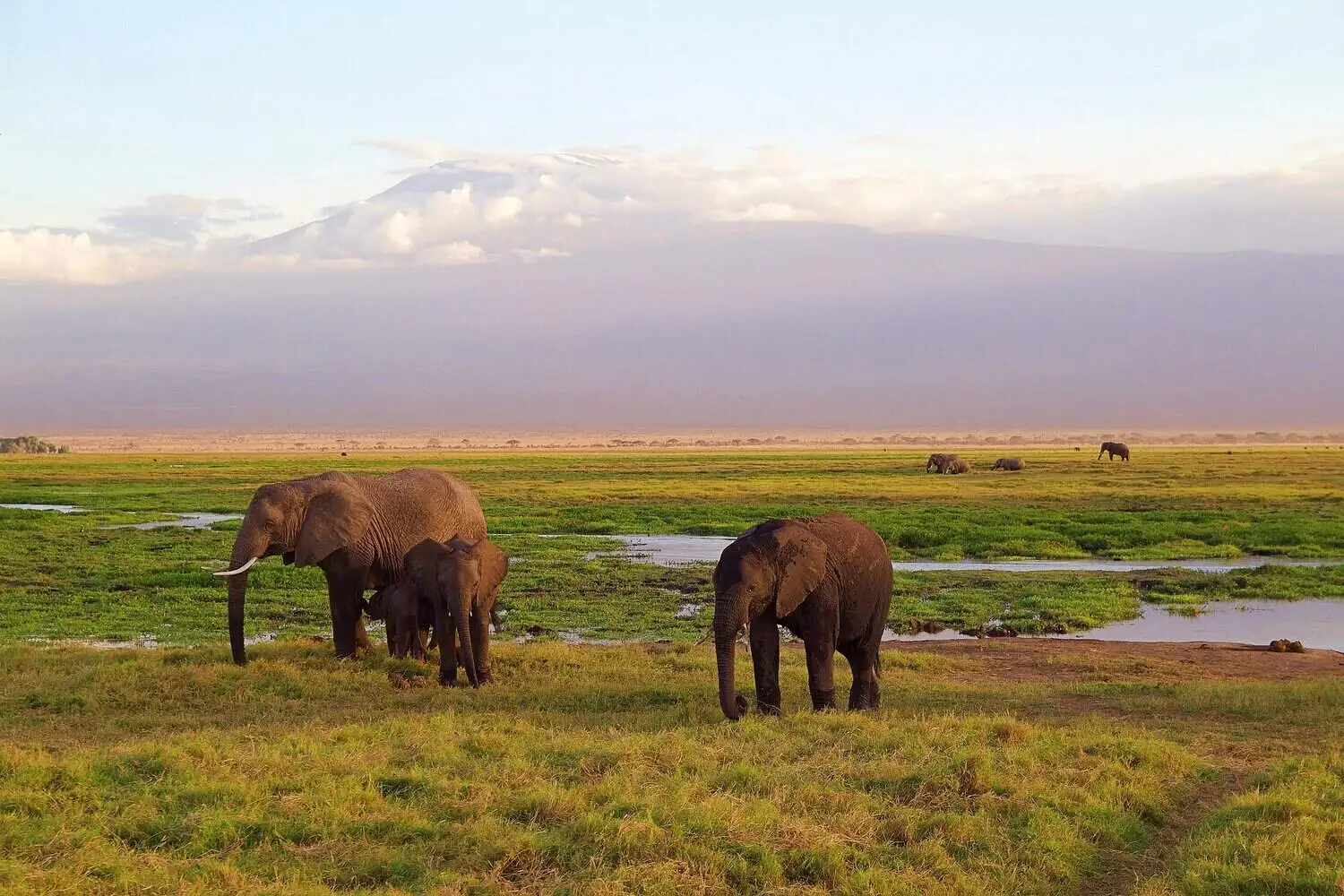 Elephants in green season in africa