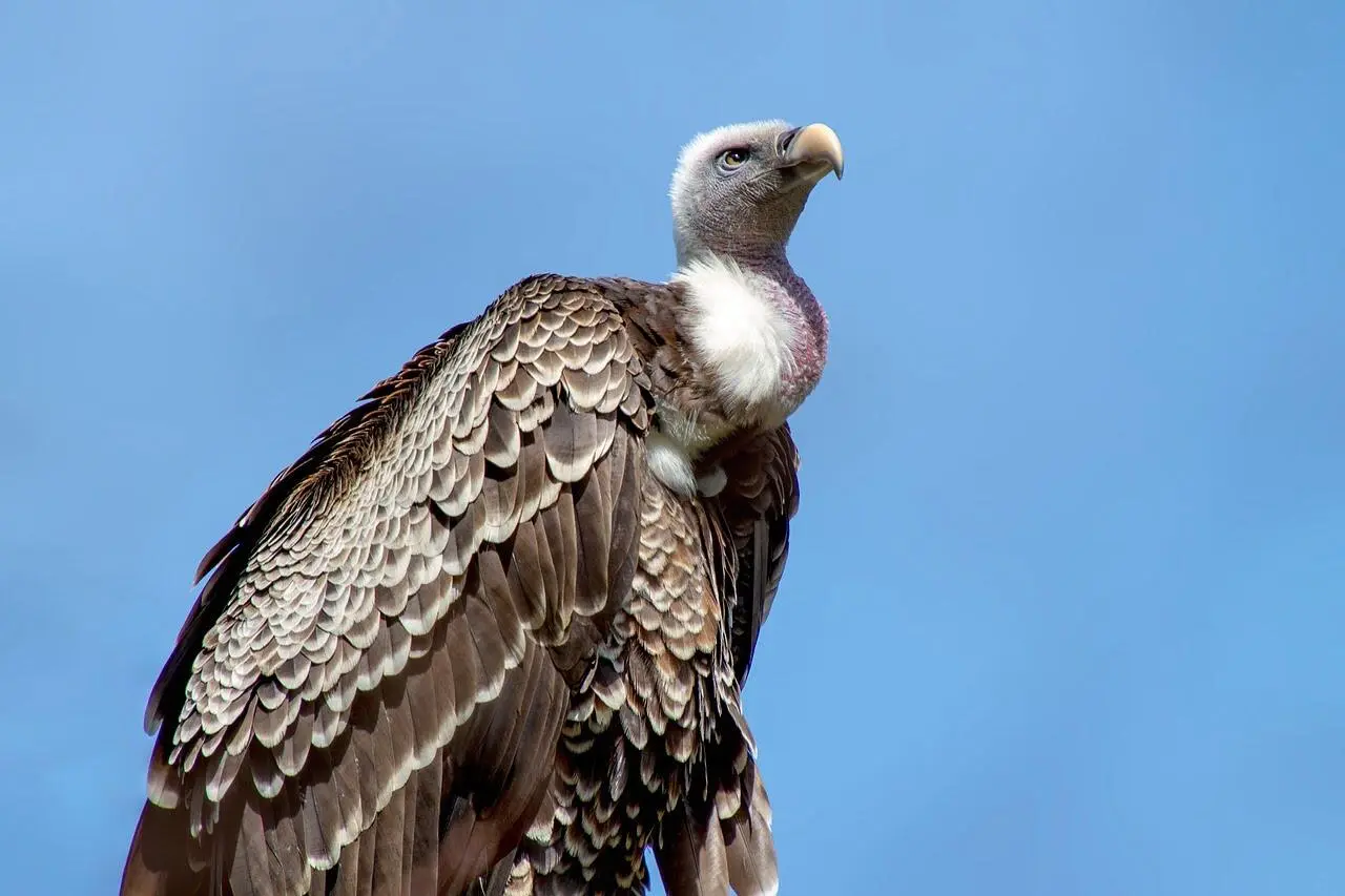 hooded-vulture