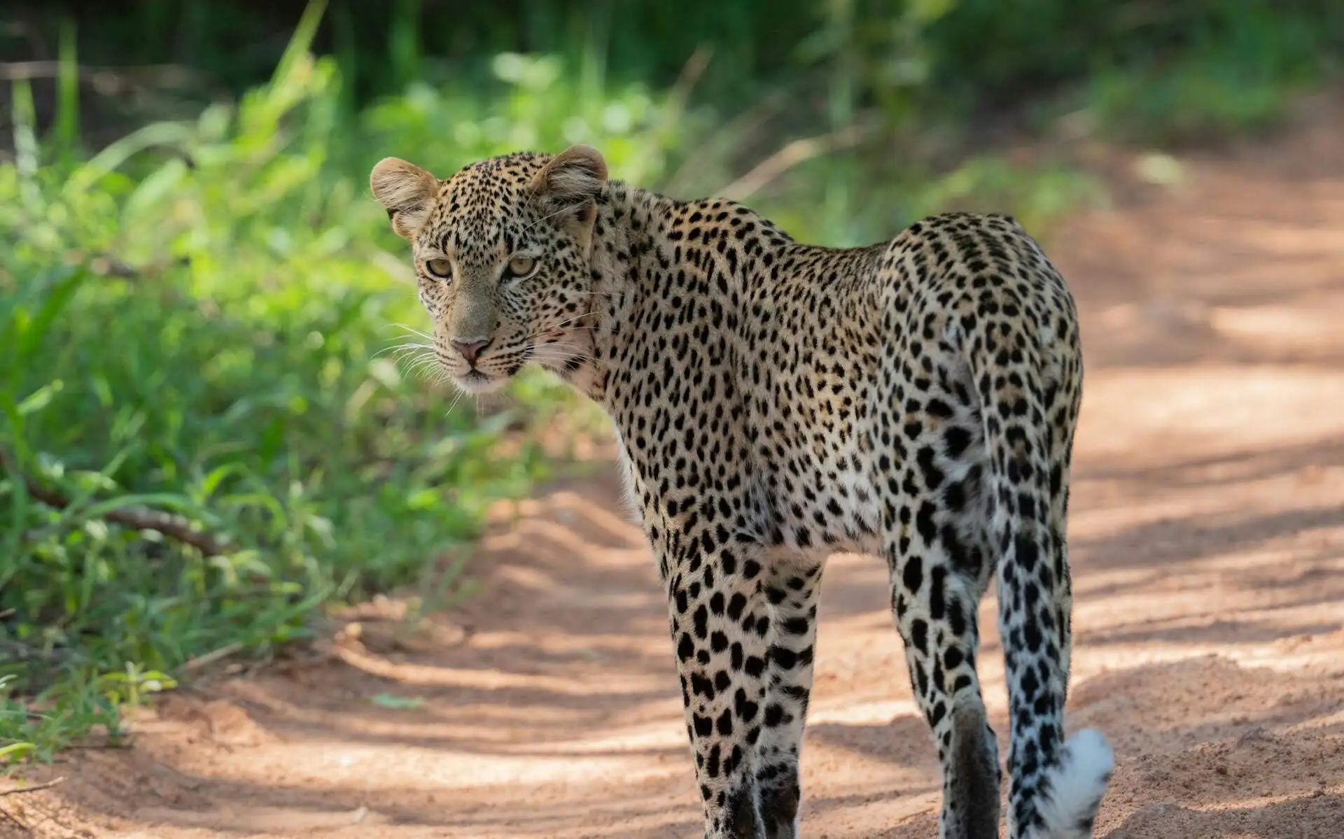 Ruaha National Park