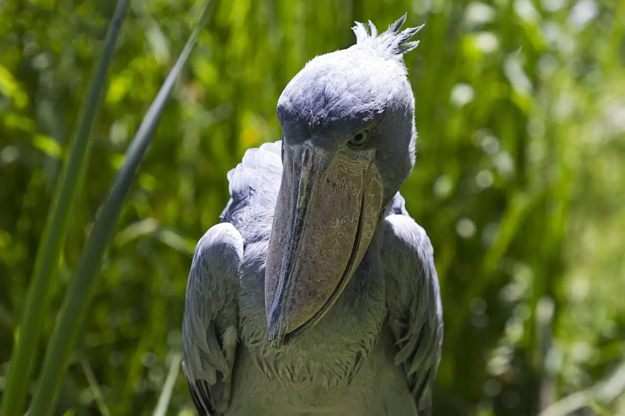 shoebill-stork