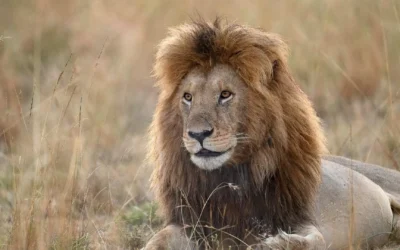 Top 10 Species in Africa to See in the Wild