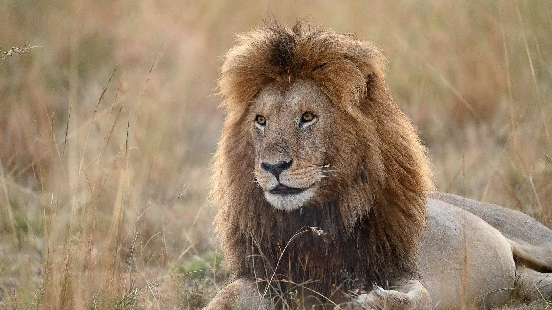 the-masai-mara-lion