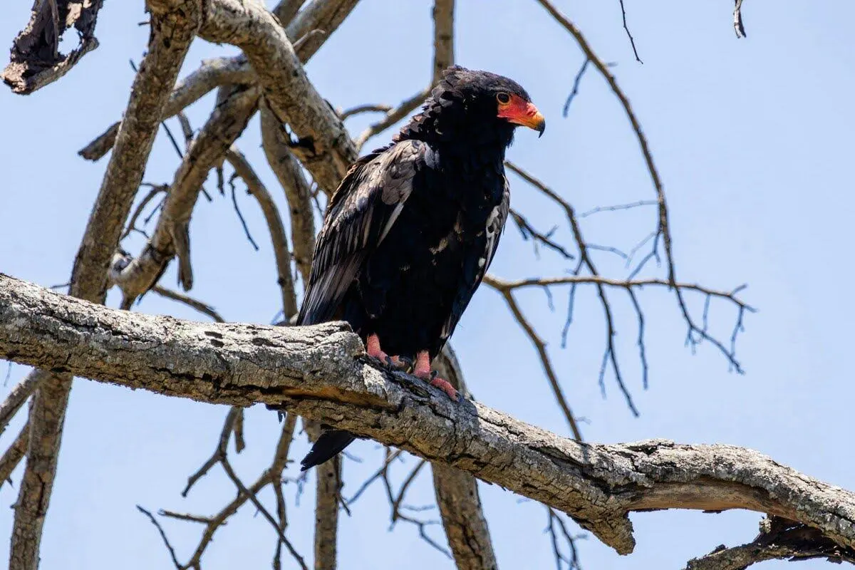 bateleur-eagle