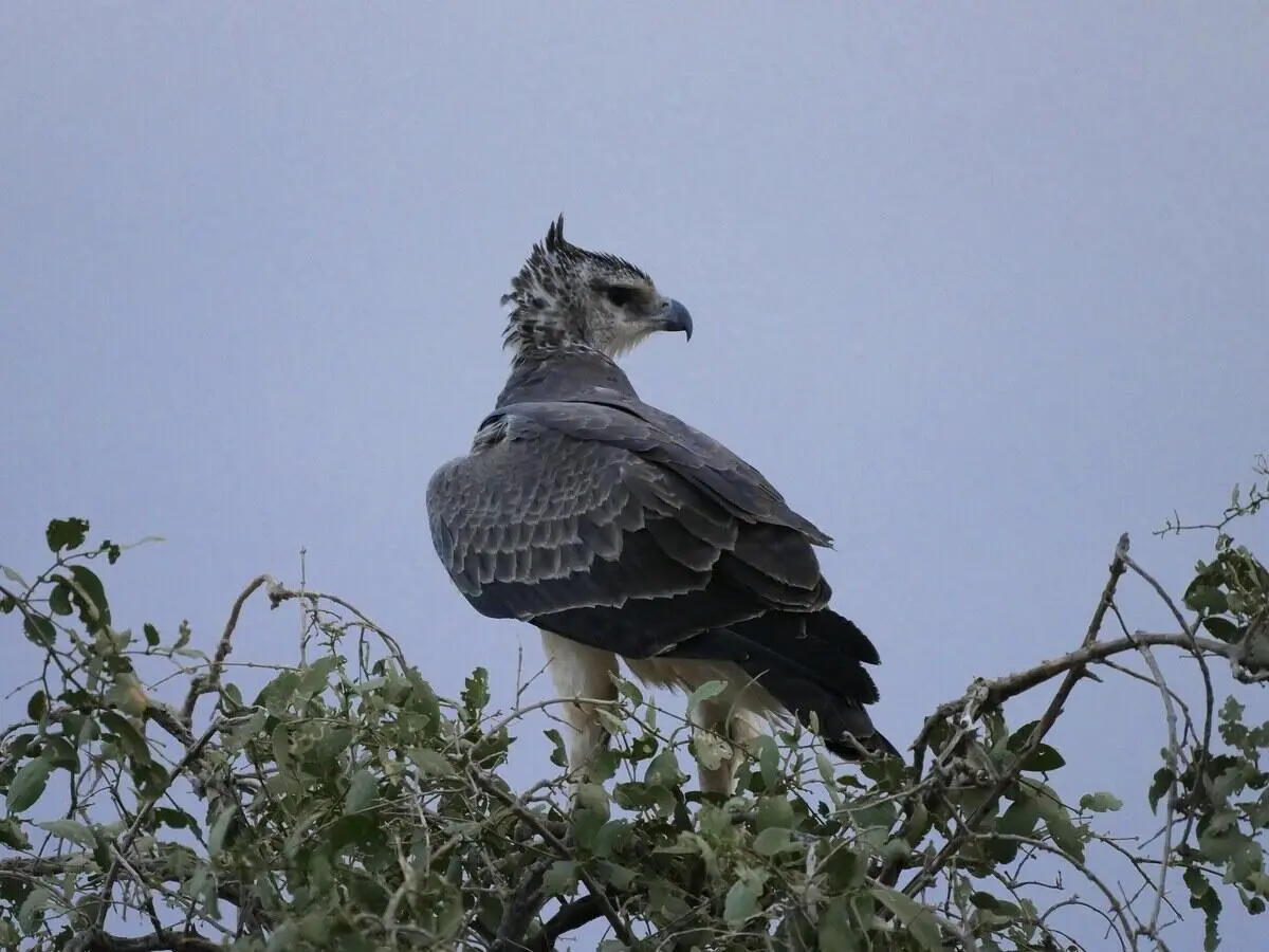 martial-eagle-masaimara