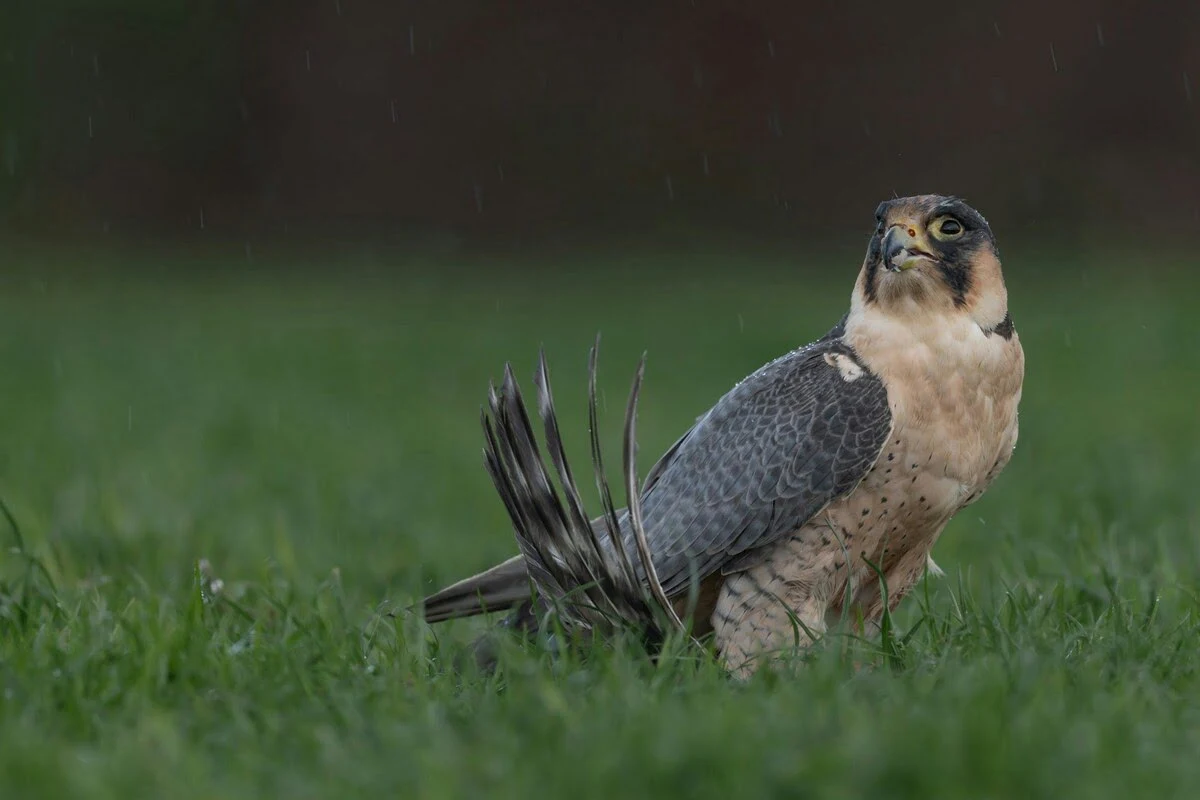 peregrine-falcon