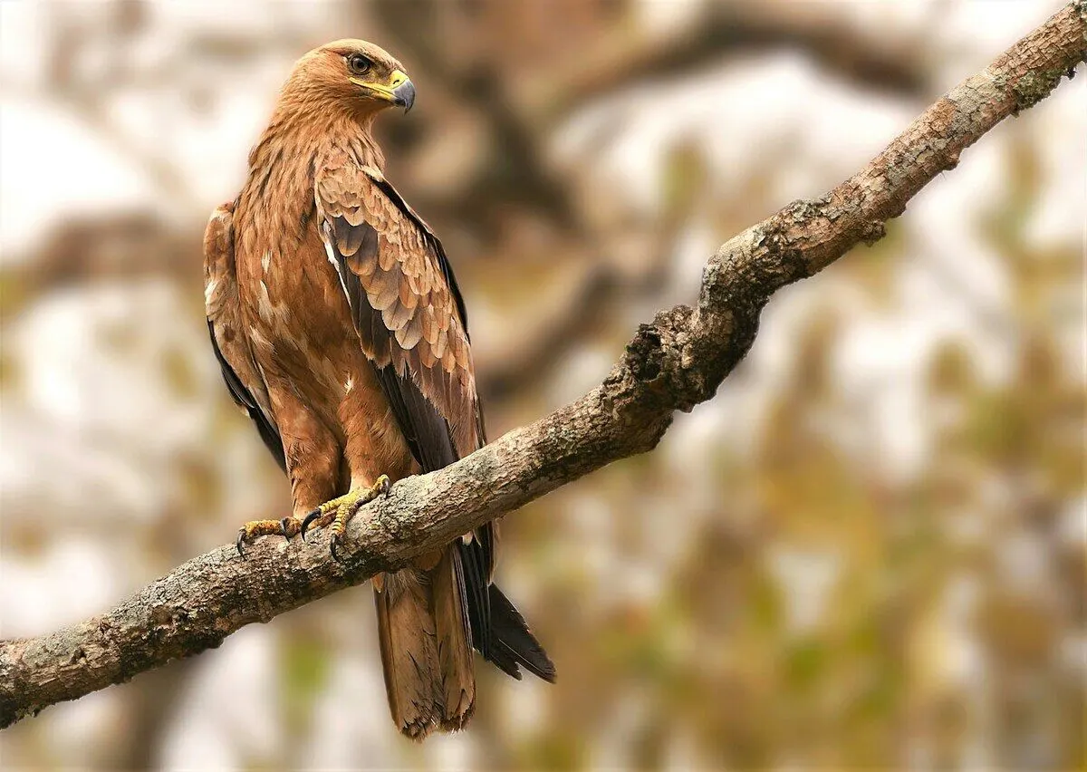 tawny-eagle