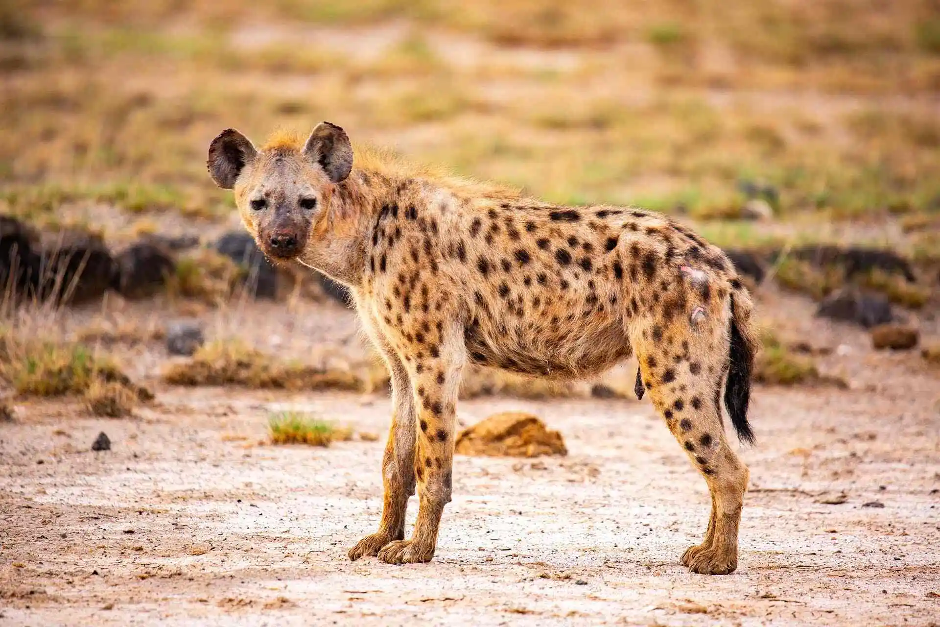 hyena-in-wild hyena-in-wild