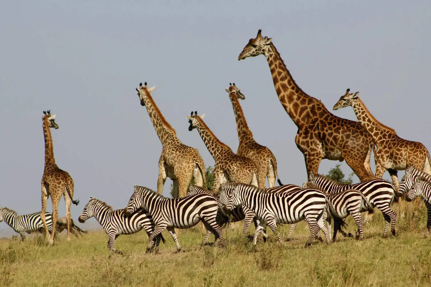 big-cats-giraffe-zebra