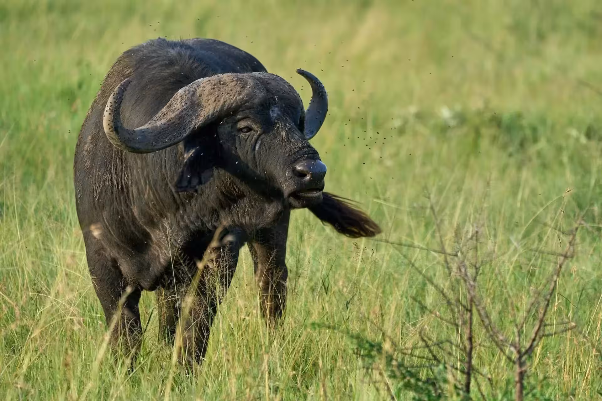 African-buffalo-appearance