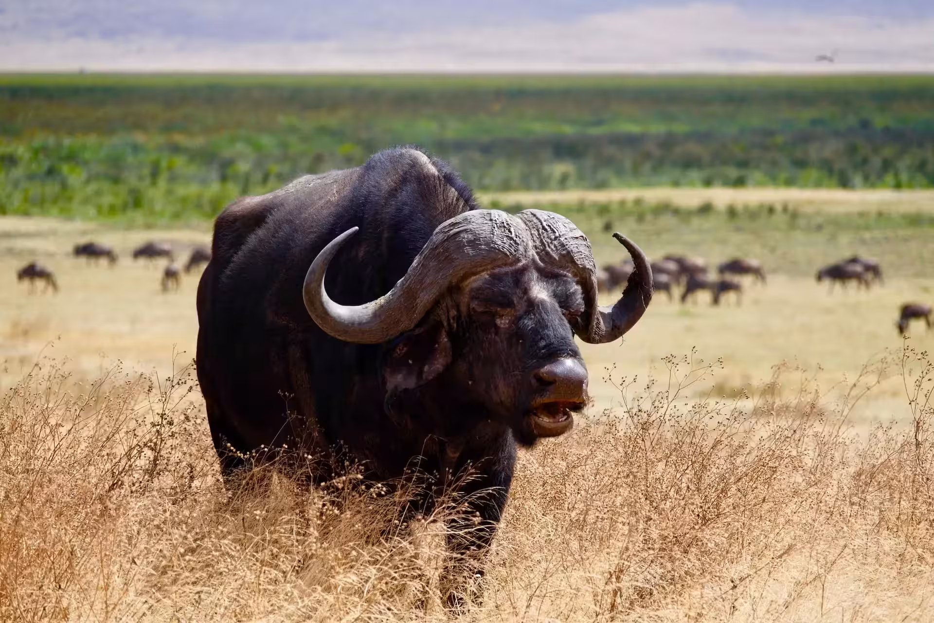 Importance of cape buffalo in africa